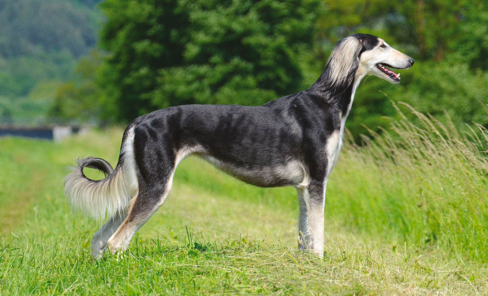 Un Saluki con pelo corto sta in piedi con grazia su un campo erboso, rivolto verso destra. Il suo mantello è liscio e prevalentemente nero con vistose macchie bianche. Alberi e fogliame sfocato creano uno sfondo sereno.