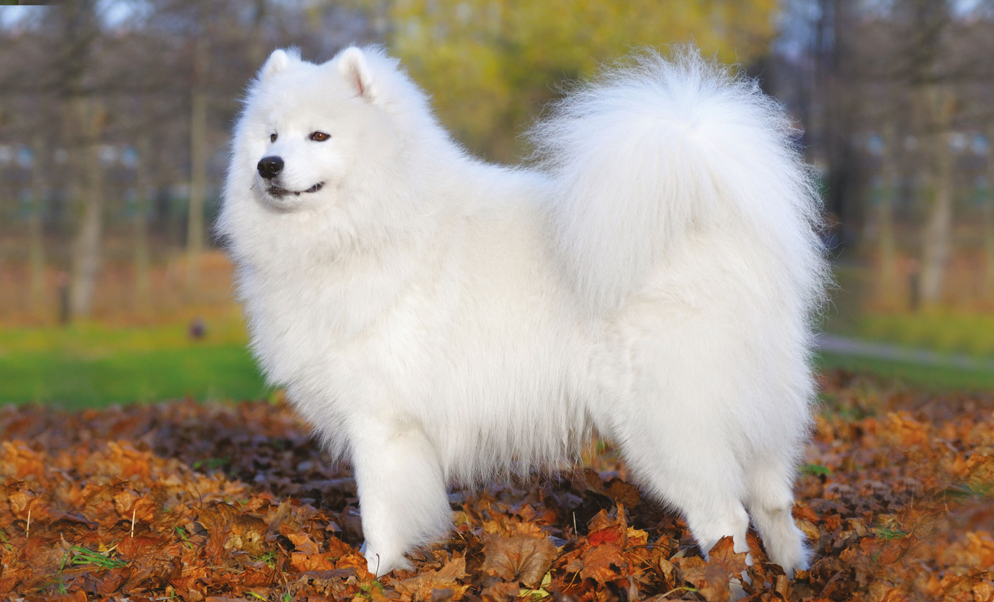 Un soffice cane bianco in piedi sulle foglie cadute in un parco, con alberi e uno sfondo sfocato.