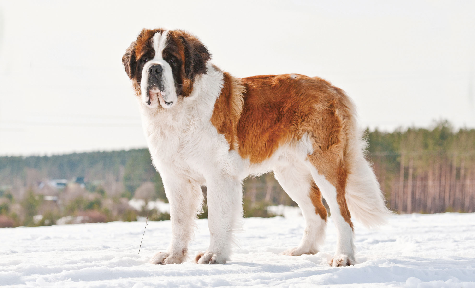 Un maestoso Cane del San Bernardo si erge fiero sulla neve, incorniciato da uno sfondo di foresta lussureggiante.