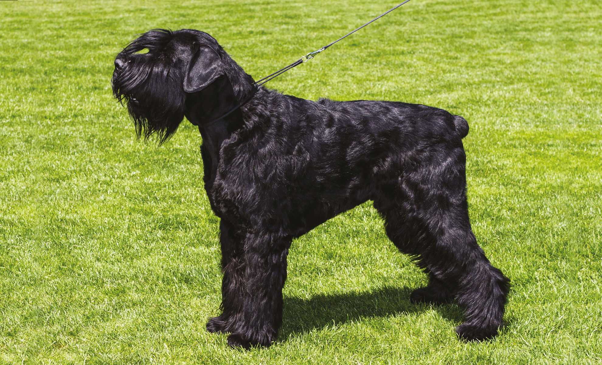 Un maestoso Schnauzer gigante nero è in piedi su una superficie erbosa, rivolto verso sinistra, con il guinzaglio delicatamente drappeggiato dal collare. Questo impressionante perro di razza distinta trasuda unaura di forza ed eleganza.