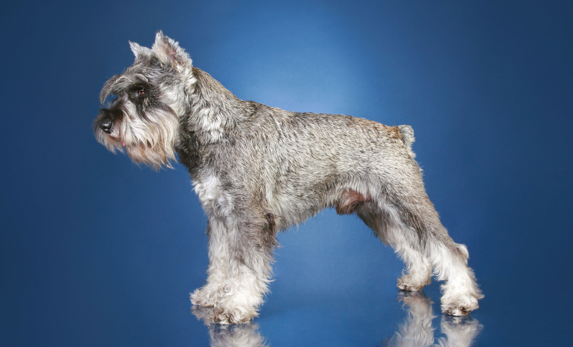 Uno Schnauzer Medio è in piedi su una superficie riflettente su uno sfondo blu e guarda verso sinistra.