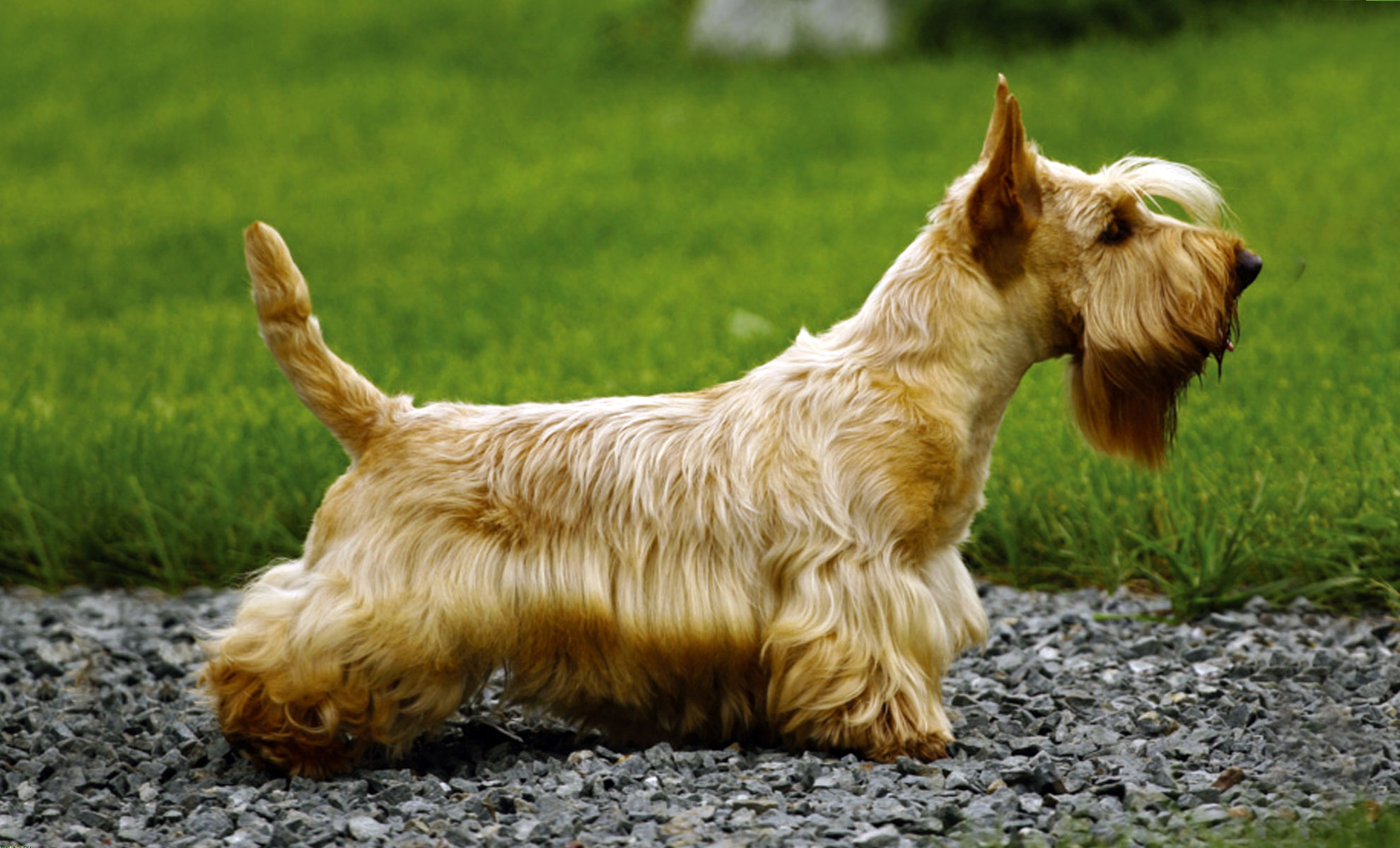 Uno Scottish Terrier dal pelo lungo, ondulato e color nocciola si erge fiero sulla ghiaia, sullo sfondo di unerba rigogliosa.