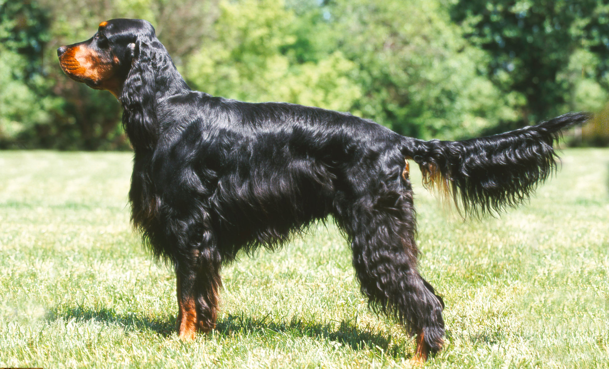 Un elegante Gordon Setter sta attento sullerba, con una folta coda e un lucido mantello nero e marrone. Gli alberi forniscono uno sfondo sereno.