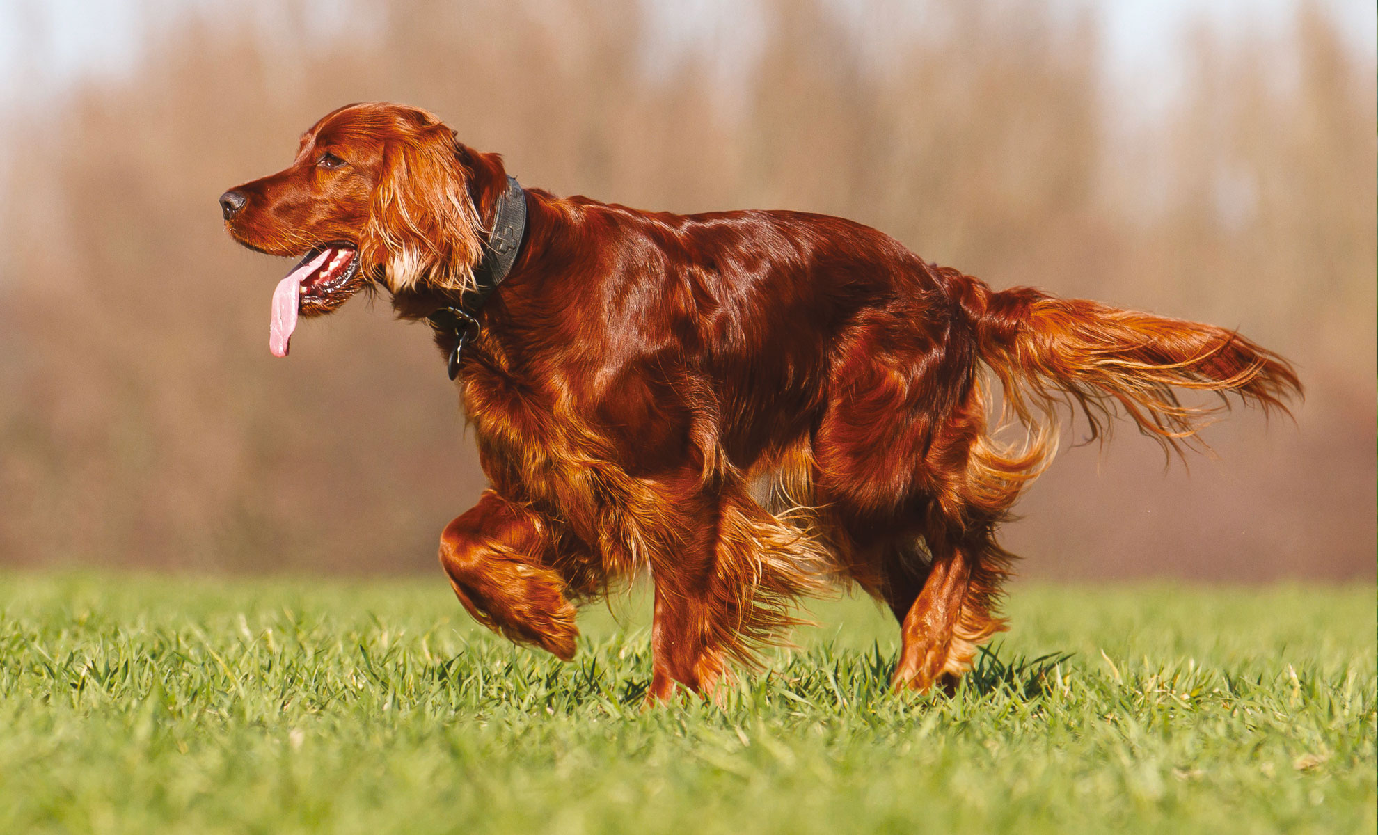 Un Setter Irlandese dal lungo pelo bruno-rossiccio e con la lingua di fuori cammina gioiosamente in un campo erboso sotto il cielo limpido.