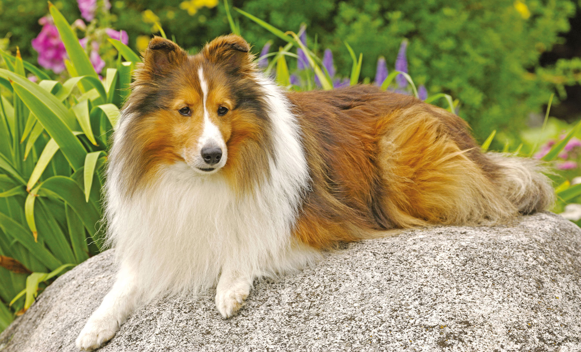 Uno Shetland Sheepdog marrone e bianco giace graziosamente su una grande roccia in un giardino, circondato da rigogliose piante verdi e fiori colorati.