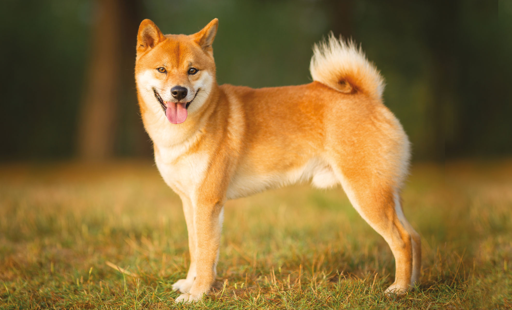 Uno Shiba Inu con il pelo marrone chiaro e la coda arricciata è in piedi sullerba, rivolto verso la telecamera con la lingua fuori.