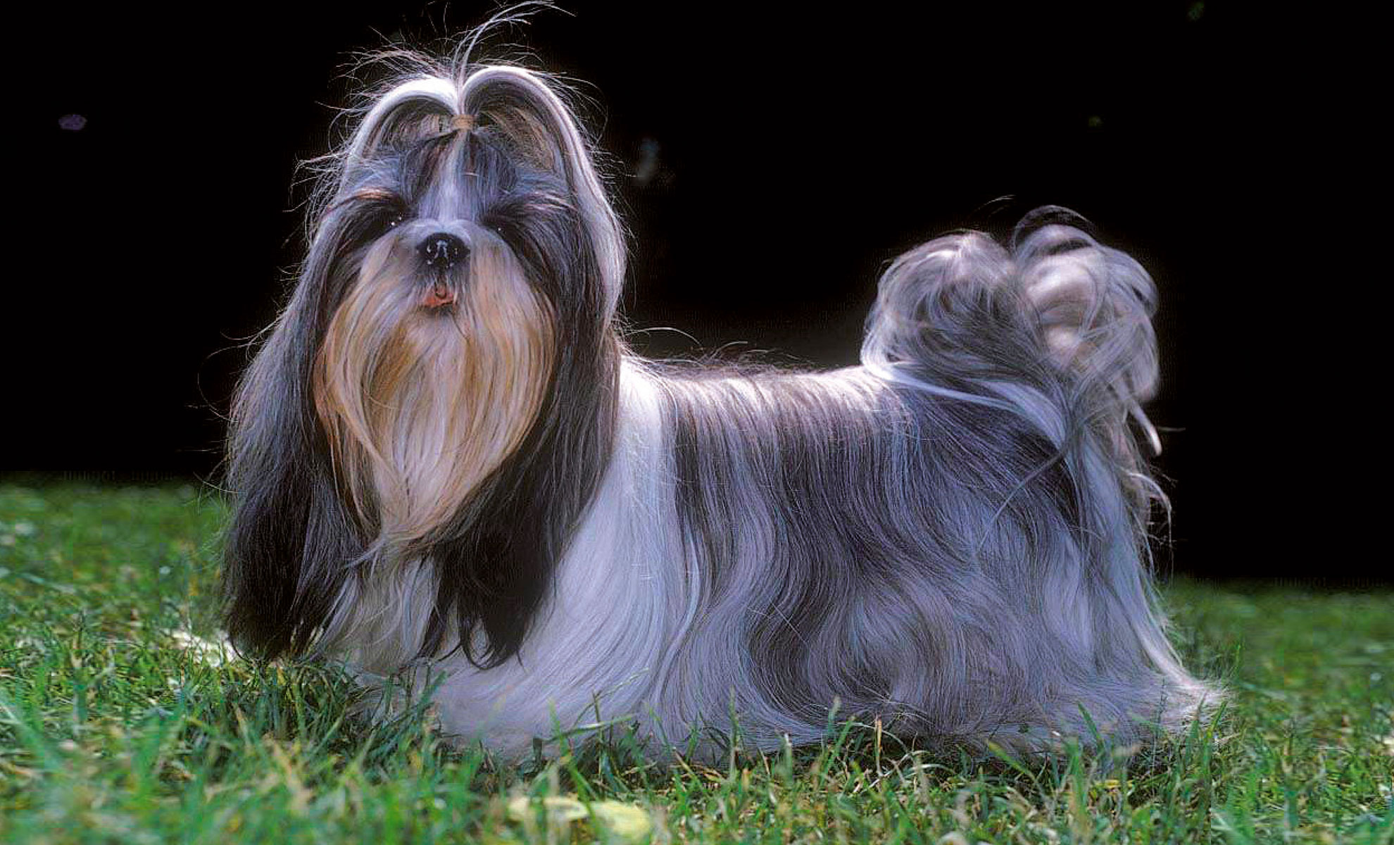 Uno Shih Tzu a pelo lungo in piedi sullerba su uno sfondo scuro, che mette in mostra il suo mantello fluente.