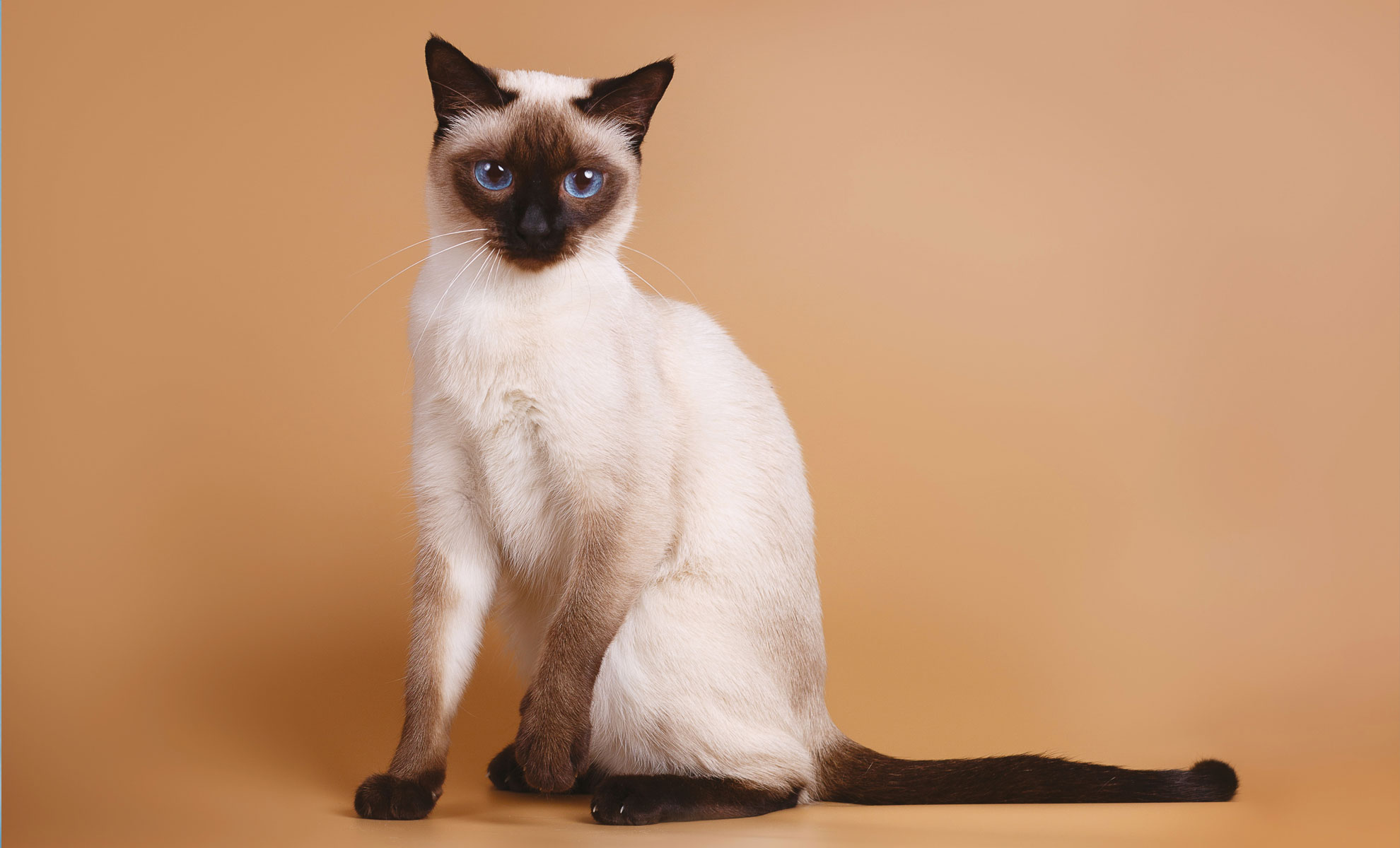 Un gatto siamese con gli occhi azzurri è seduto su uno sfondo marrone chiaro, rivolto in avanti.