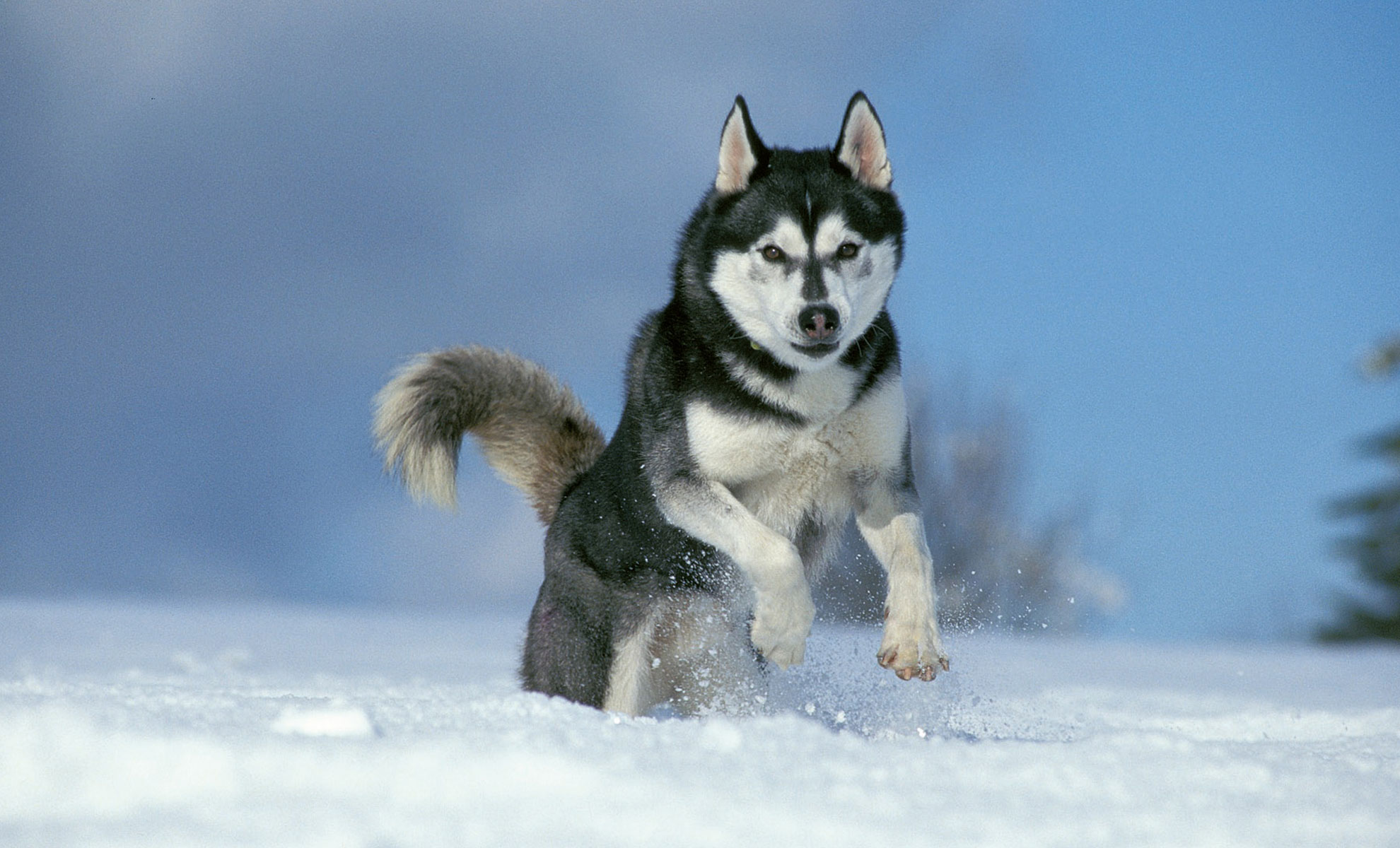 Un husky siberiano sfreccia nella neve, con le zampe che fluttuano a mezzaria sullo sfondo di un cielo azzurro e nuvoloso.