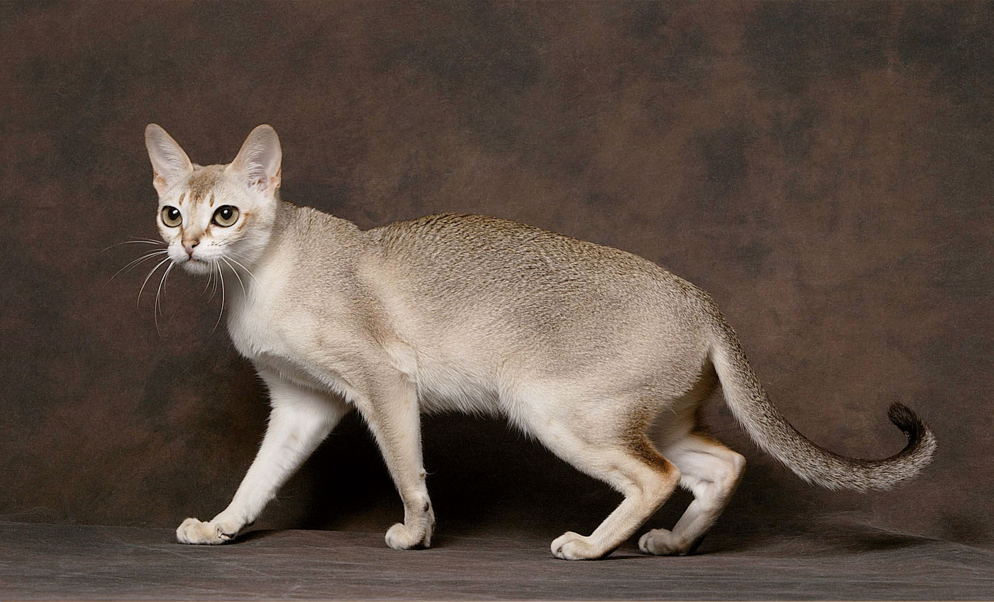 Un snello gatto di Singapore è in piedi su uno sfondo marrone testurizzato e guarda verso la telecamera con occhi attenti.