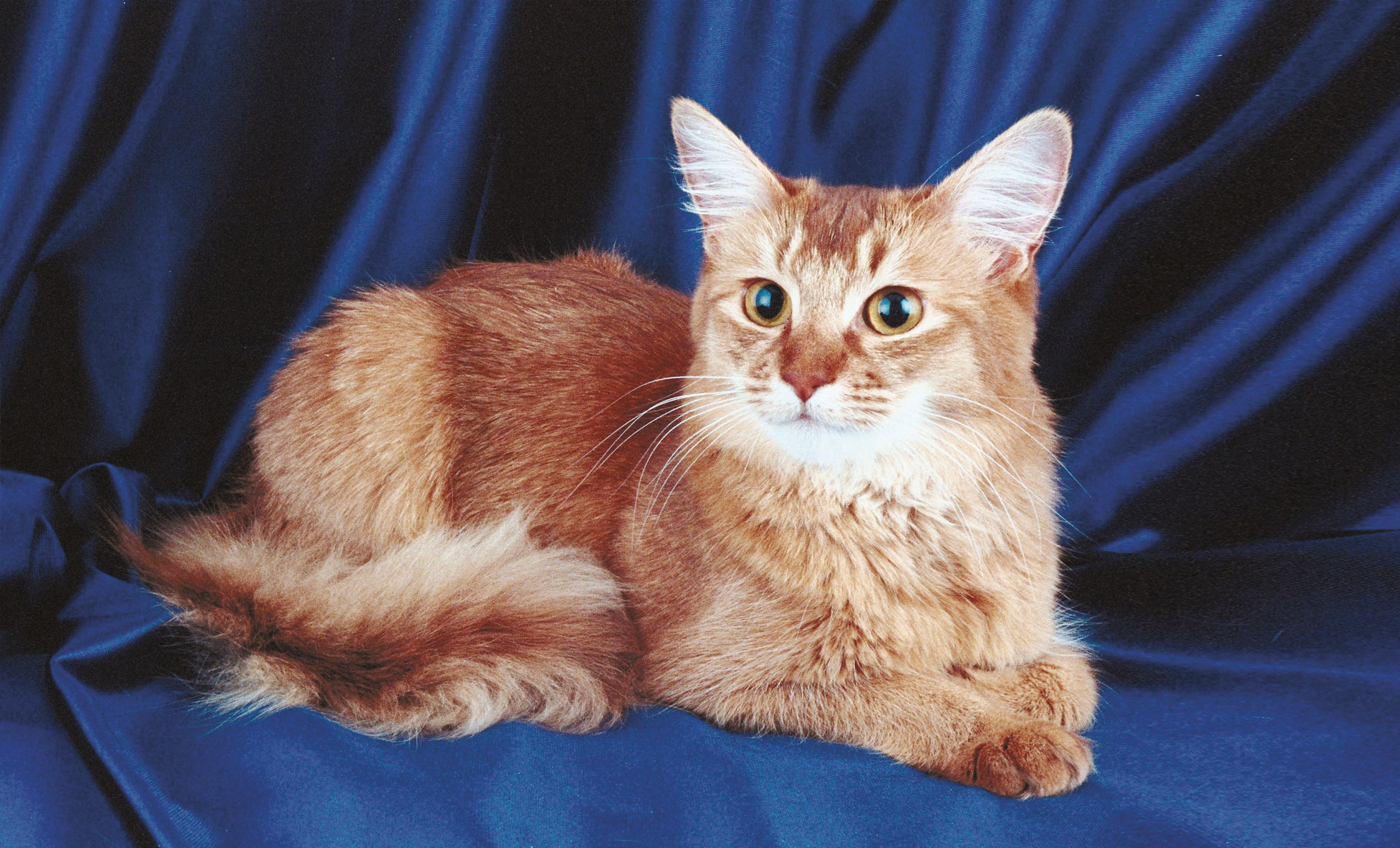 Un soffice gatto arancione con grandi orecchie e occhi luminosi è sdraiato su uno sfondo di tessuto blu scuro e guarda avanti.