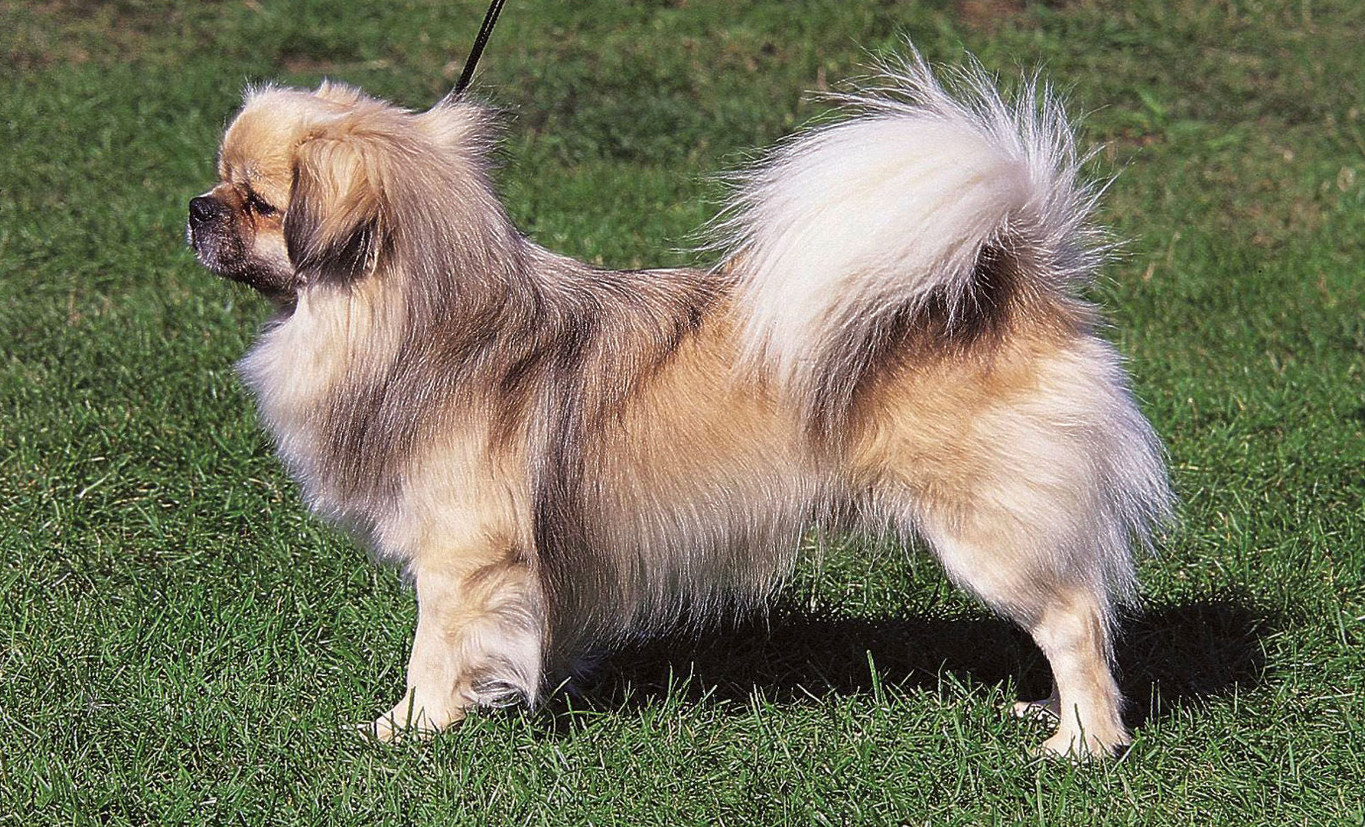 Uno Spaniel del Tibet dal pelo soffice color nocciola e bianco è in piedi sullerba, rivolto verso sinistra.