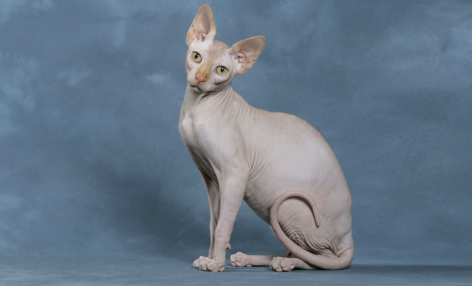 Un gatto Sphynx senza pelo è seduto su uno sfondo grigio-blu, rivolto in avanti e con la testa leggermente inclinata.