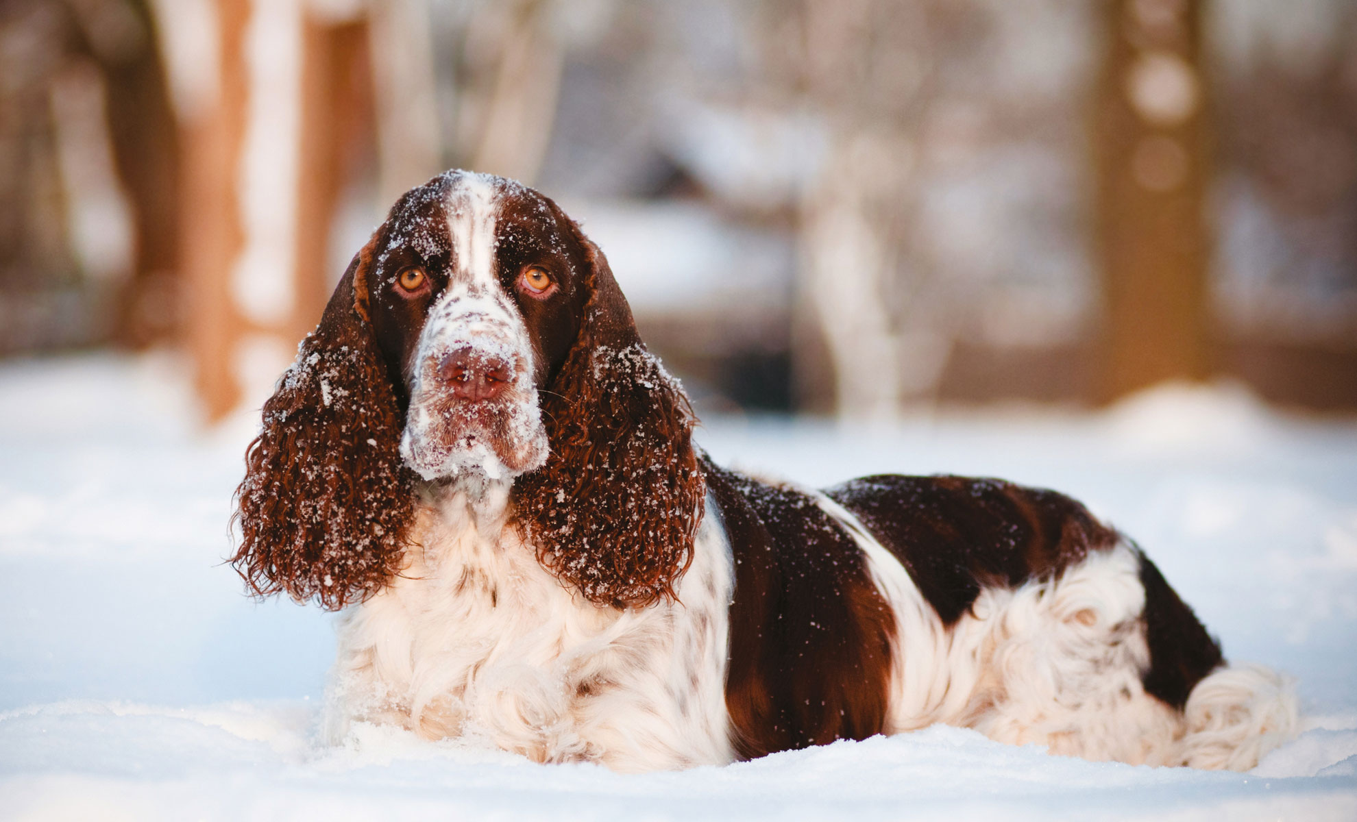 Uno Springer Spaniel Inglese dalle lunghe orecchie giace nella neve, il suo mantello marrone e bianco si fonde perfettamente con il paesaggio invernale mentre guarda avanti.