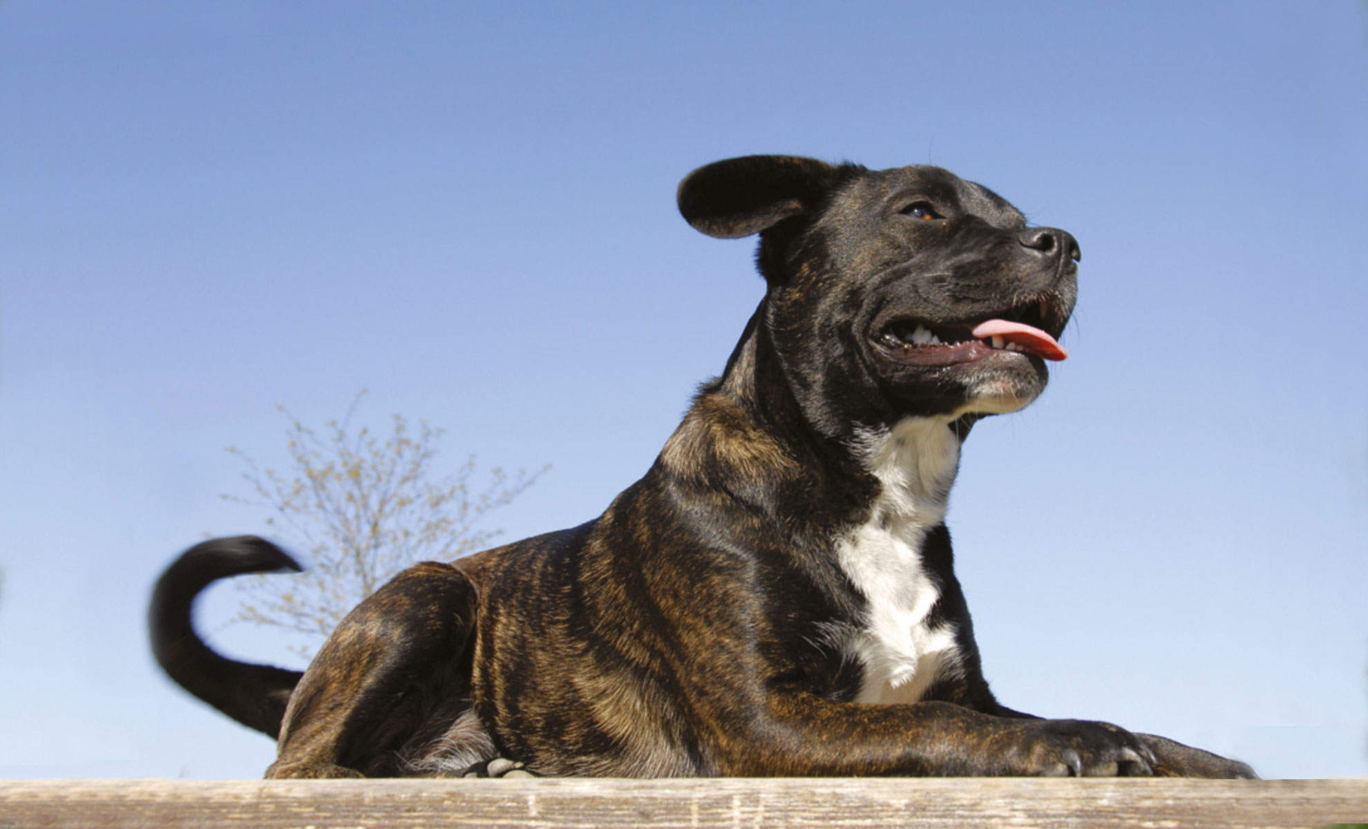Staffordshire Bull Terrier Petme