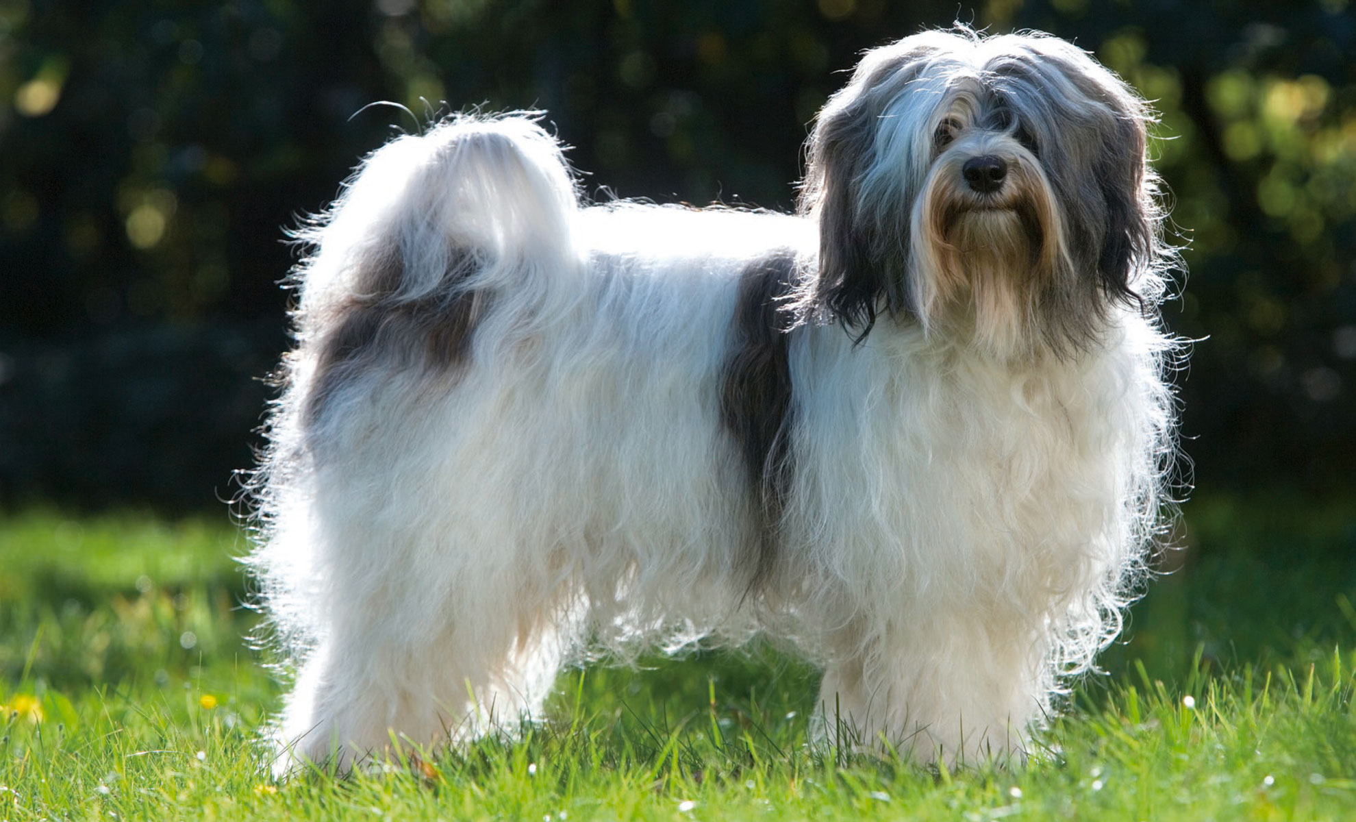 Un Terrier del Tibet a pelo lungo, con mantello bianco e grigio, se ne sta elegantemente sullerba, crogiolandosi nella calda luce del sole.