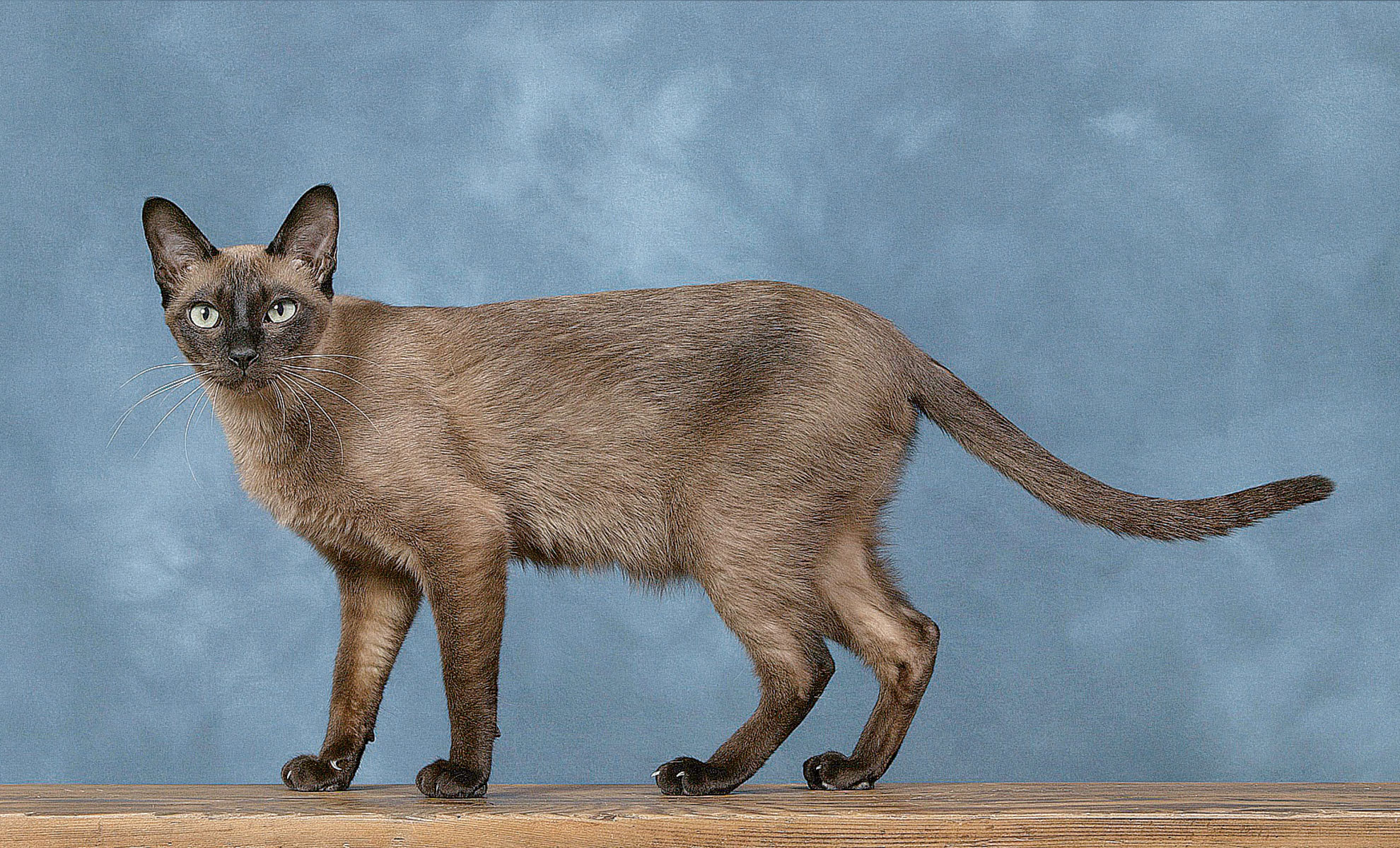 Un snello gatto siamese con gli occhi azzurri è in piedi su una superficie di legno, su uno sfondo blu testurizzato.