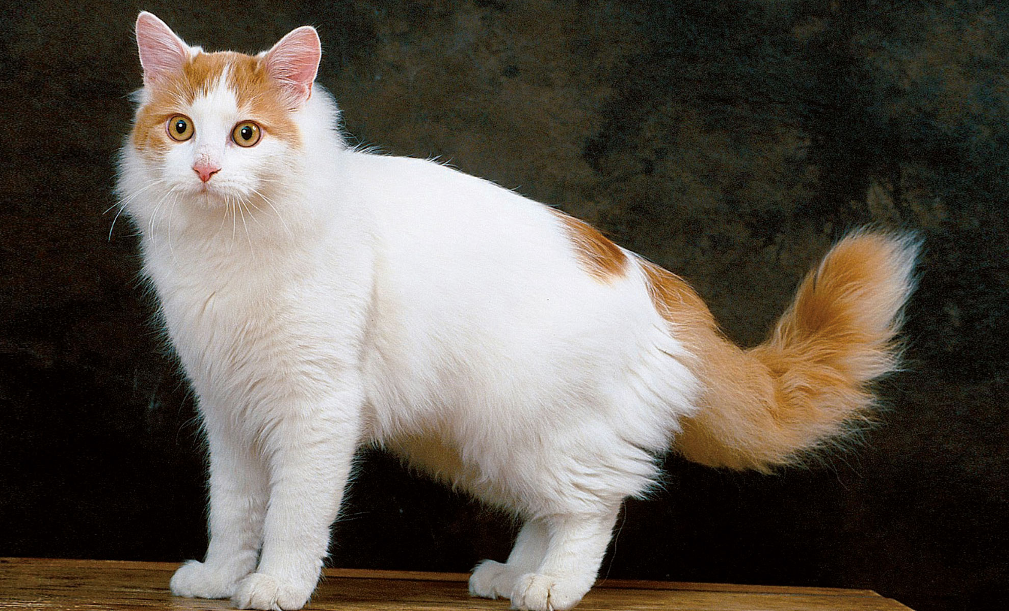 Un gatto Turco di Van, caratterizzato dalla pelliccia bianca con macchie arancioni sulla testa e sulla coda, si erge elegantemente su una superficie di legno su uno sfondo scuro.