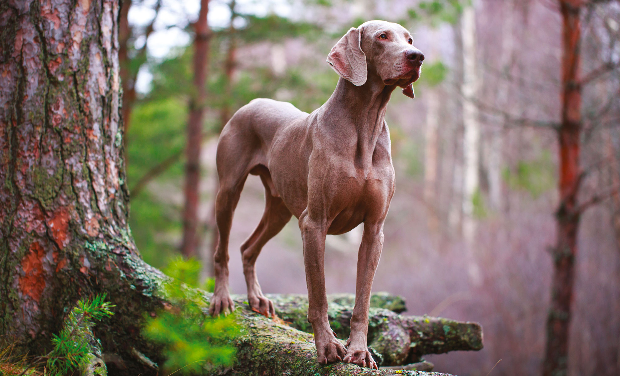 Un cane Weimaraner grigio è in allerta sulle rocce muschiose in un bosco.