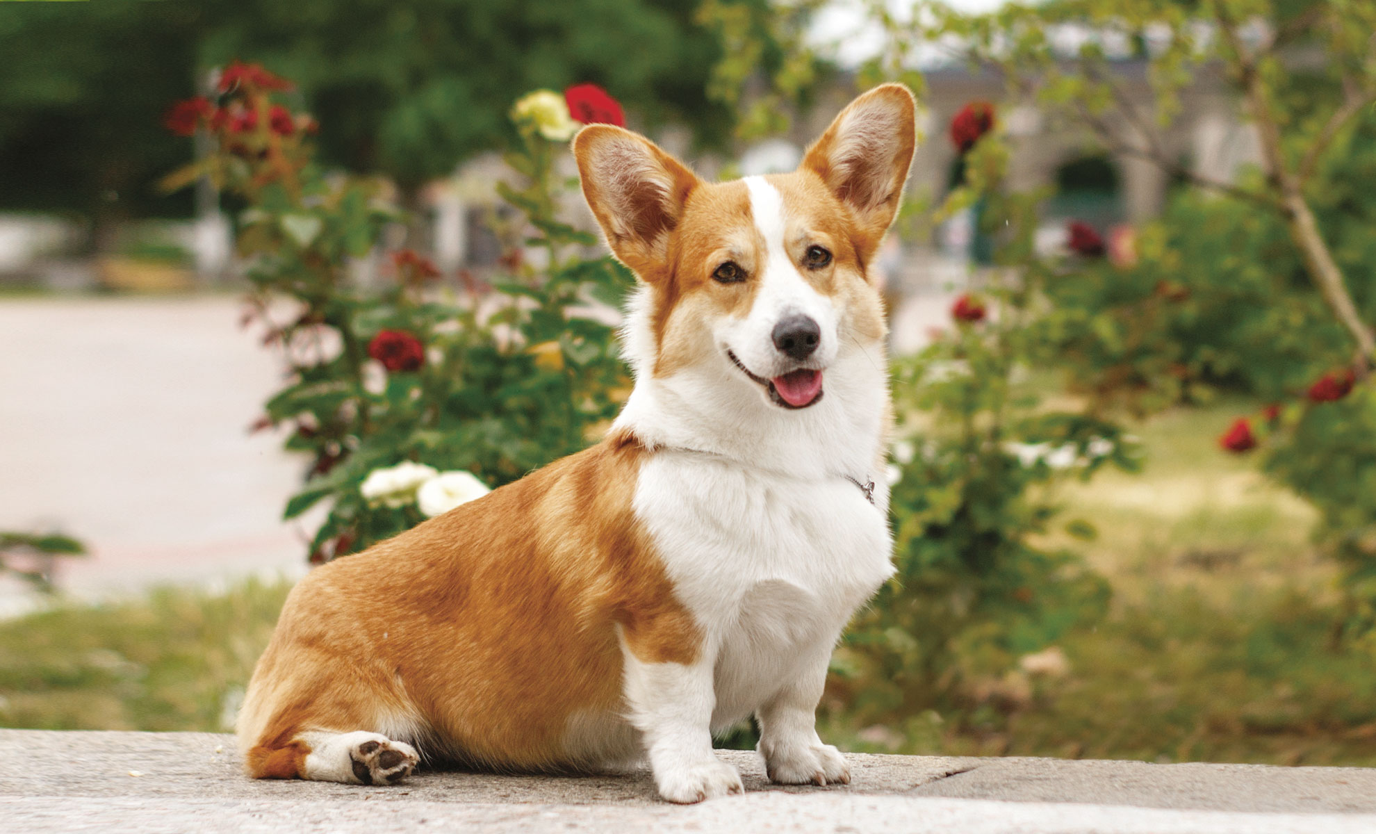 Un Pembroke Corgi marrone e bianco è seduto su una superficie di pietra allaperto, circondato dal verde e dai fiori rossi.