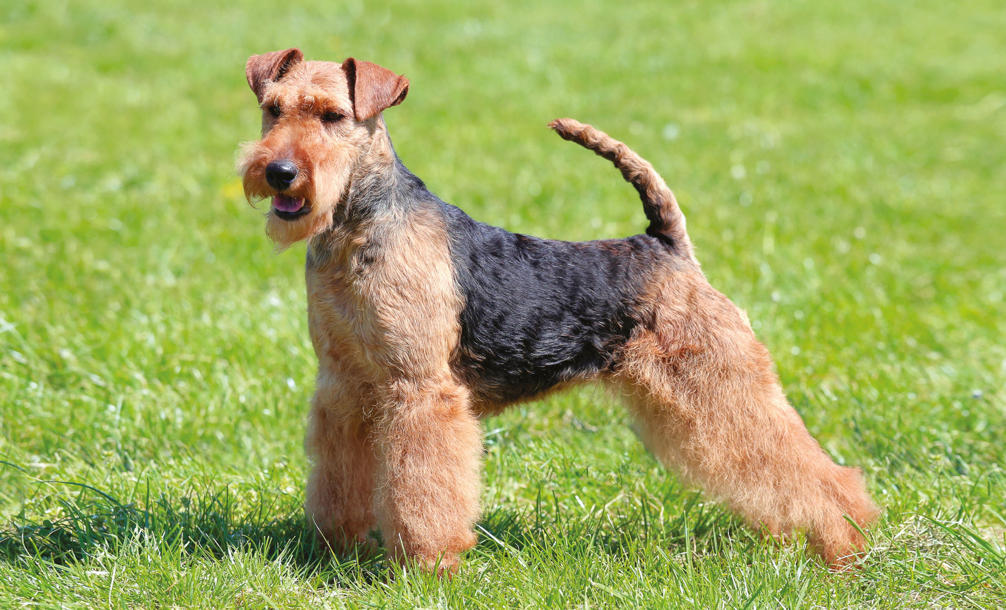 Un Welsh Terrier dal pelo ispido se ne sta allerta sullerba verde, rivolto verso la telecamera con la coda alzata con sicurezza.