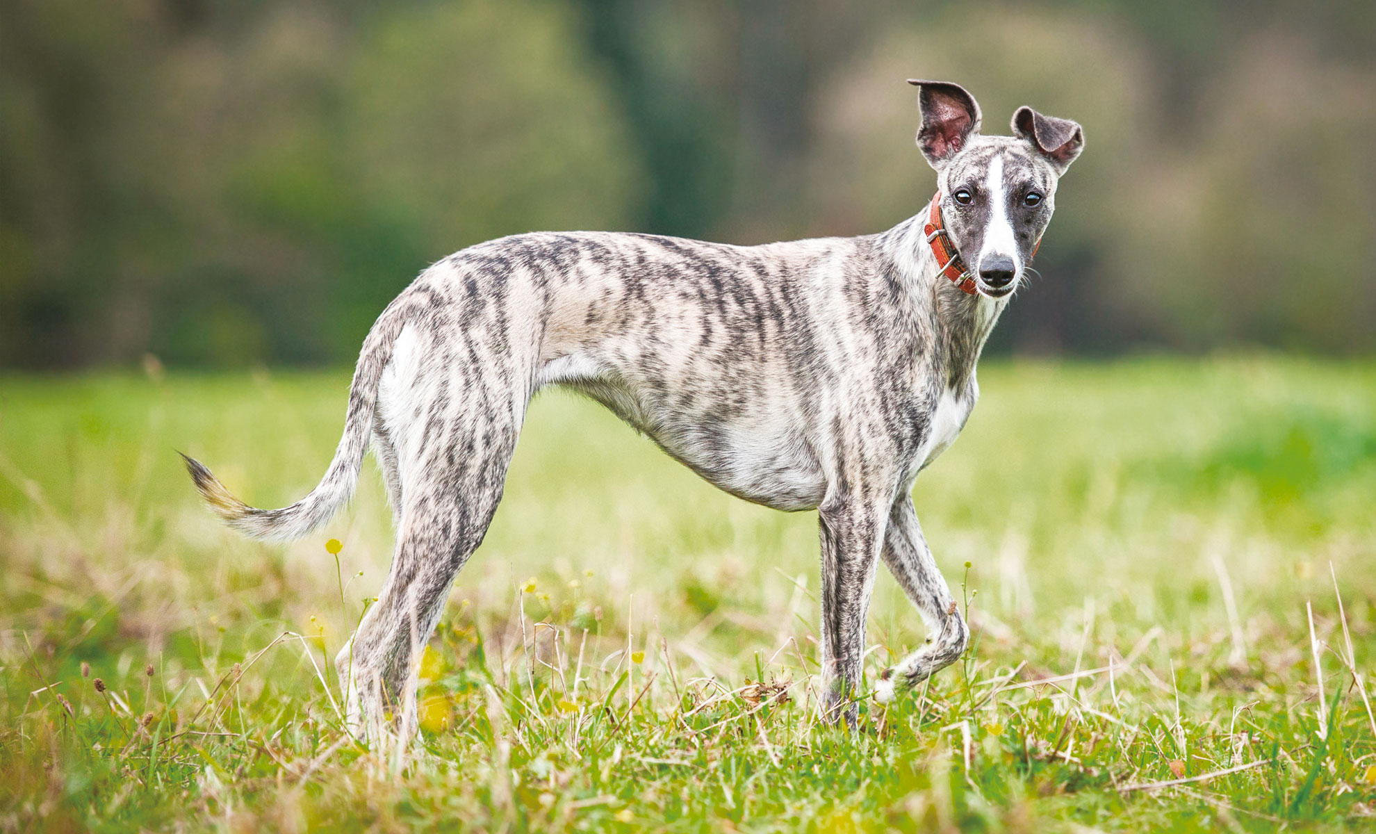 Un levriero dal mantello tigrato è fermo sullerba e guarda indietro con un orecchio alzato.
