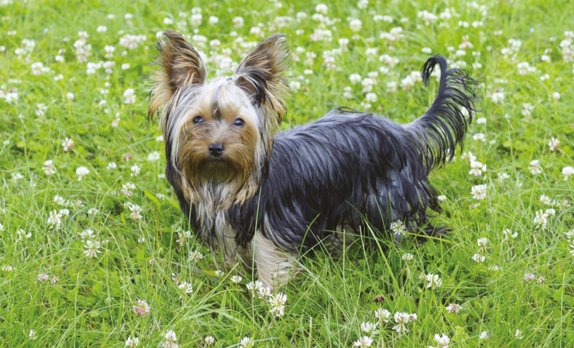 Un piccolo Yorkshire Terrier saltella su un tappeto di erba verde punteggiato di delicati fiori bianchi di trifoglio.