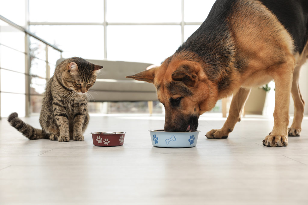 Alimentazione cane e gatto