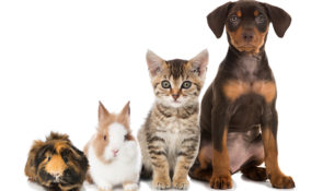 cane, gatto, coniglio, criceto