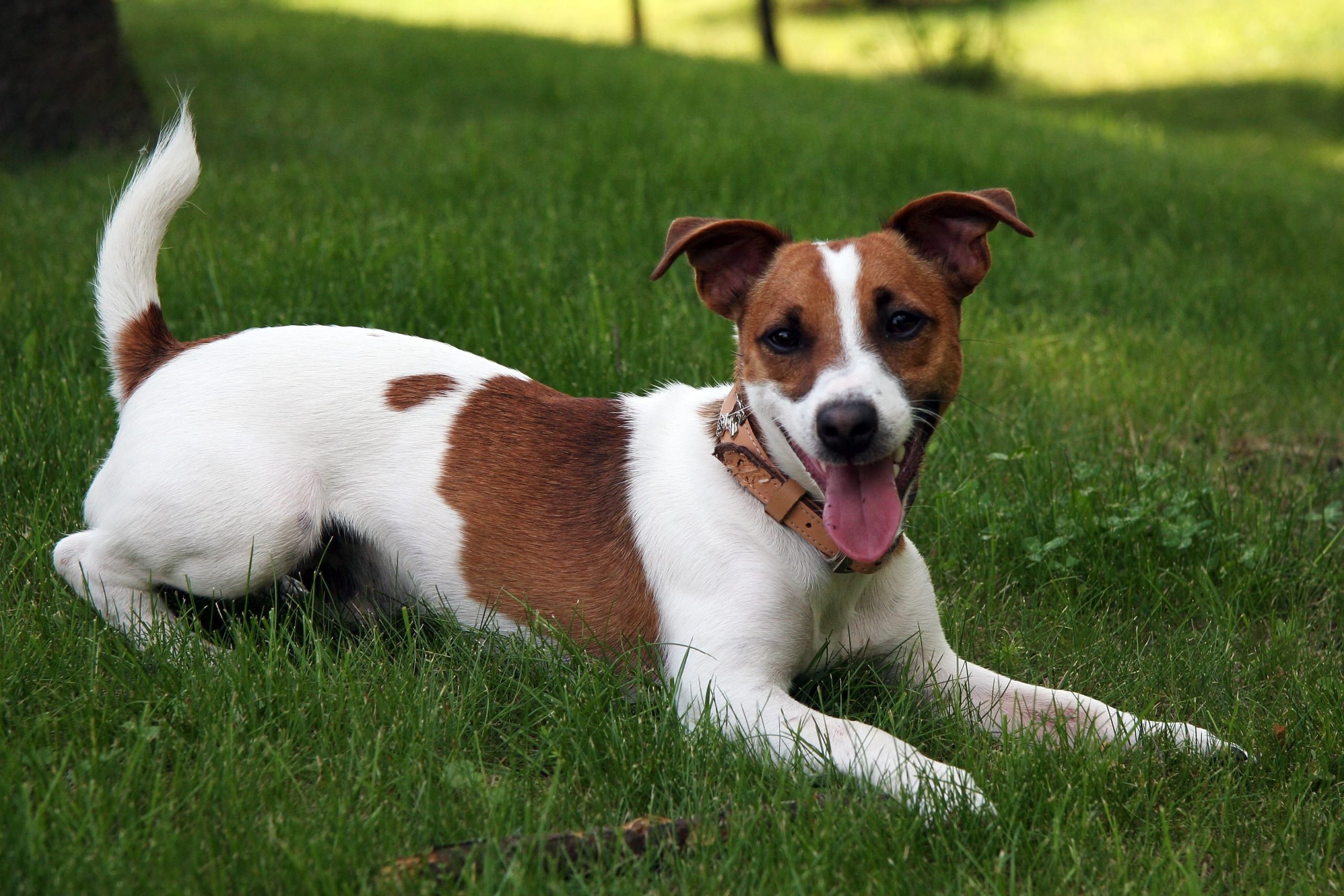 Un Jack Russell marrone e bianco con il collare rosa è sdraiato sullerba verde, con la lingua fuori e lo sguardo rivolto verso la telecamera.