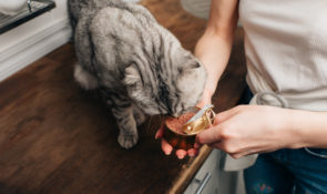 Alimentazione gatto