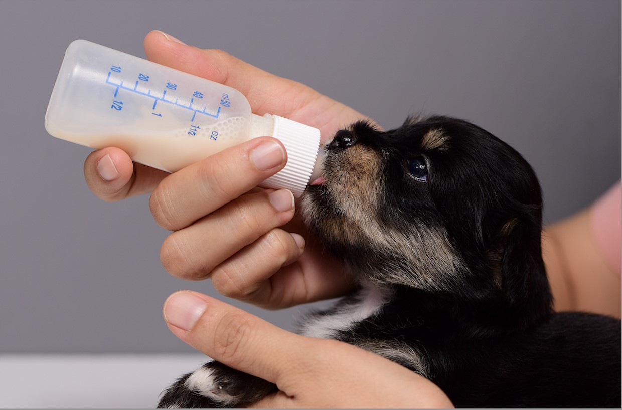 Le mani cullano delicatamente un piccolo cucciolo orfano, nutrendolo con una bottiglia di caldo caffellatte.