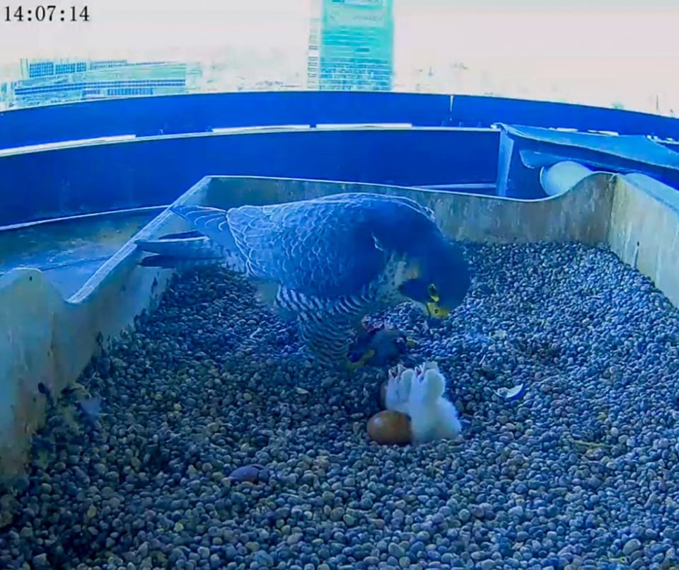 Un falco nutre due piccoli pulcini in un nido pieno di ciottoli, mentre un uovo non schiuso attende lì vicino. Appollaiato su una sporgenza, questa scena offre viste mozzafiato del paesaggio urbano. Qui, tra i grattacieli, nuovi falchi pellegrini nascono in mezzo alla vita urbana.