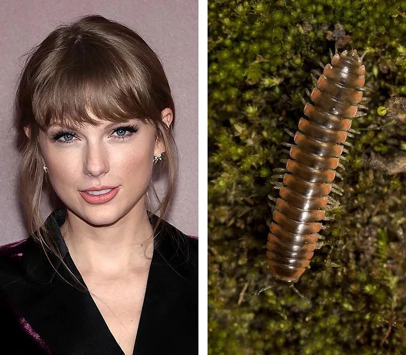 Immagine divisa: a sinistra è raffigurata una donna con la frangia e un abito nero, che incarna lo stile iconico di Taylor Swift; a destra è raffigurato un primo piano di un millepiedi marrone sul muschio, che evoca i toni terrosi di Dark Side of the Moon dei Pink Floyd.
