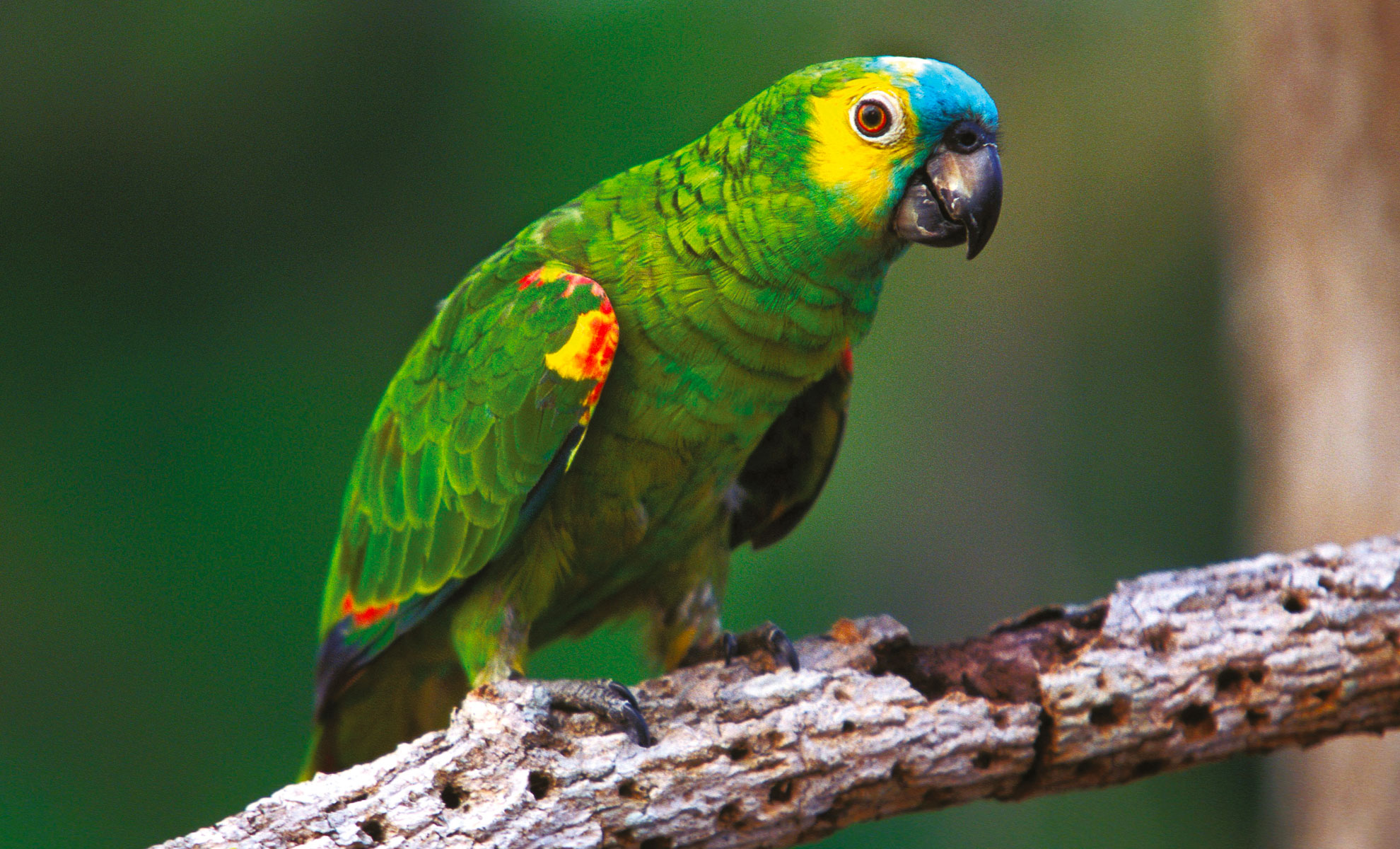 Un vivace pappagallo verde del genere Amazona, con una vistosa testa blu e accenti gialli attorno agli occhi, è elegantemente appollaiato su un ramo su uno sfondo verde leggermente sfumato.