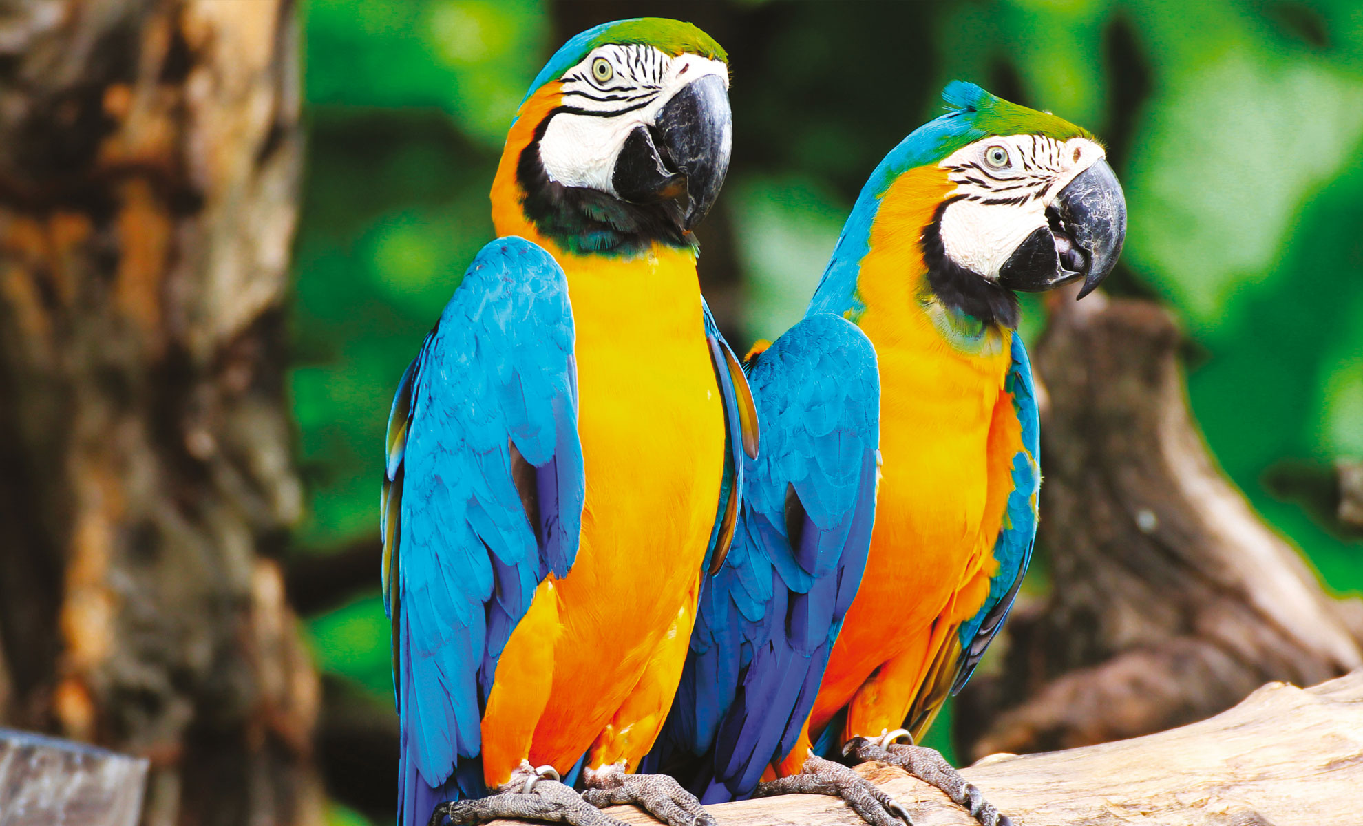 Due vivaci pappagalli blu e gialli, in particolare della specie Ara, appollaiati su un ramo su uno sfondo naturale sfocato.