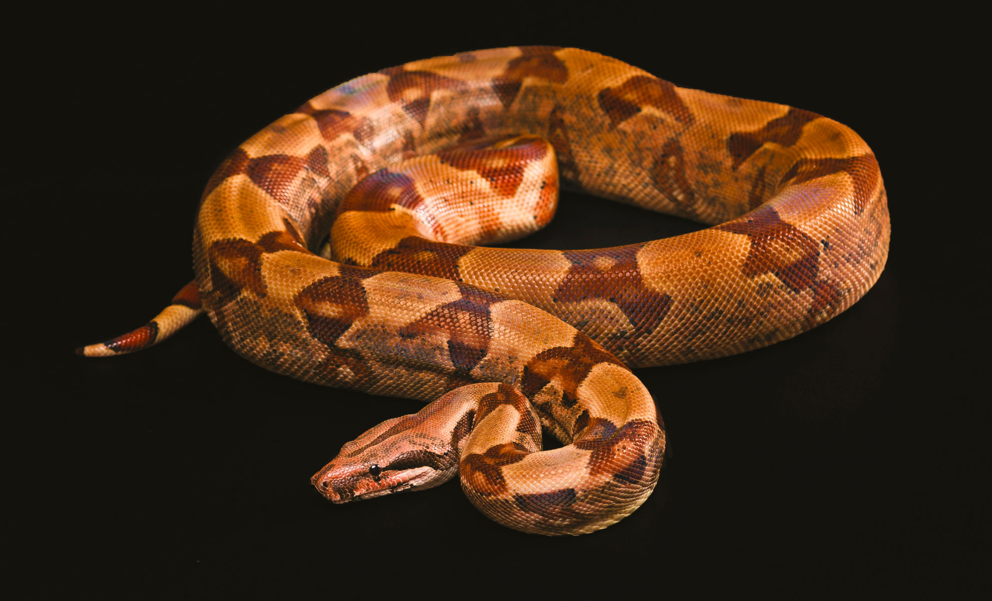 Un boa constrictor dalla coda rossa, un magnifico rettile, è adagiato su uno sfondo nero.