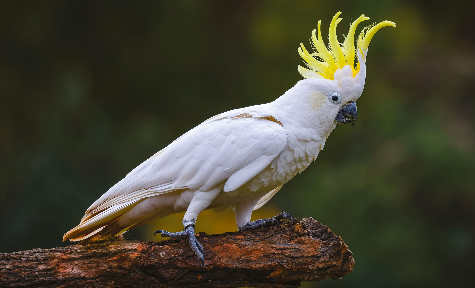 Un bellissimo cacatua bianco, noto in alcune regioni come cacatua, mostra la sua vivace cresta gialla mentre è appollaiato su un ramo su uno sfondo verde sfocato.