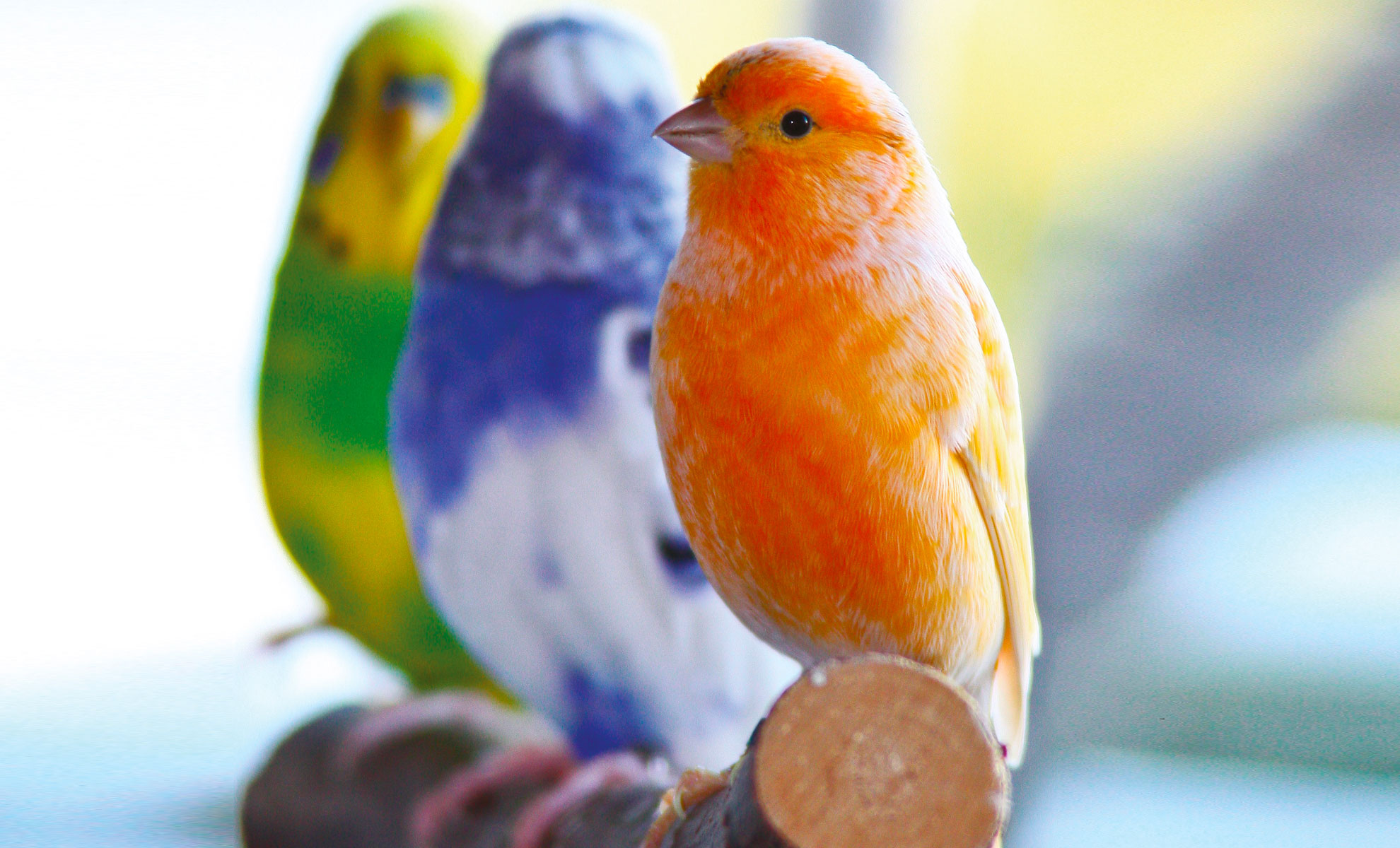 Tre uccelli appollaiati su un ramo di legno: un uccello verde e giallo, un uccello blu e bianco e un uccello arancione e bianco a fuoco.