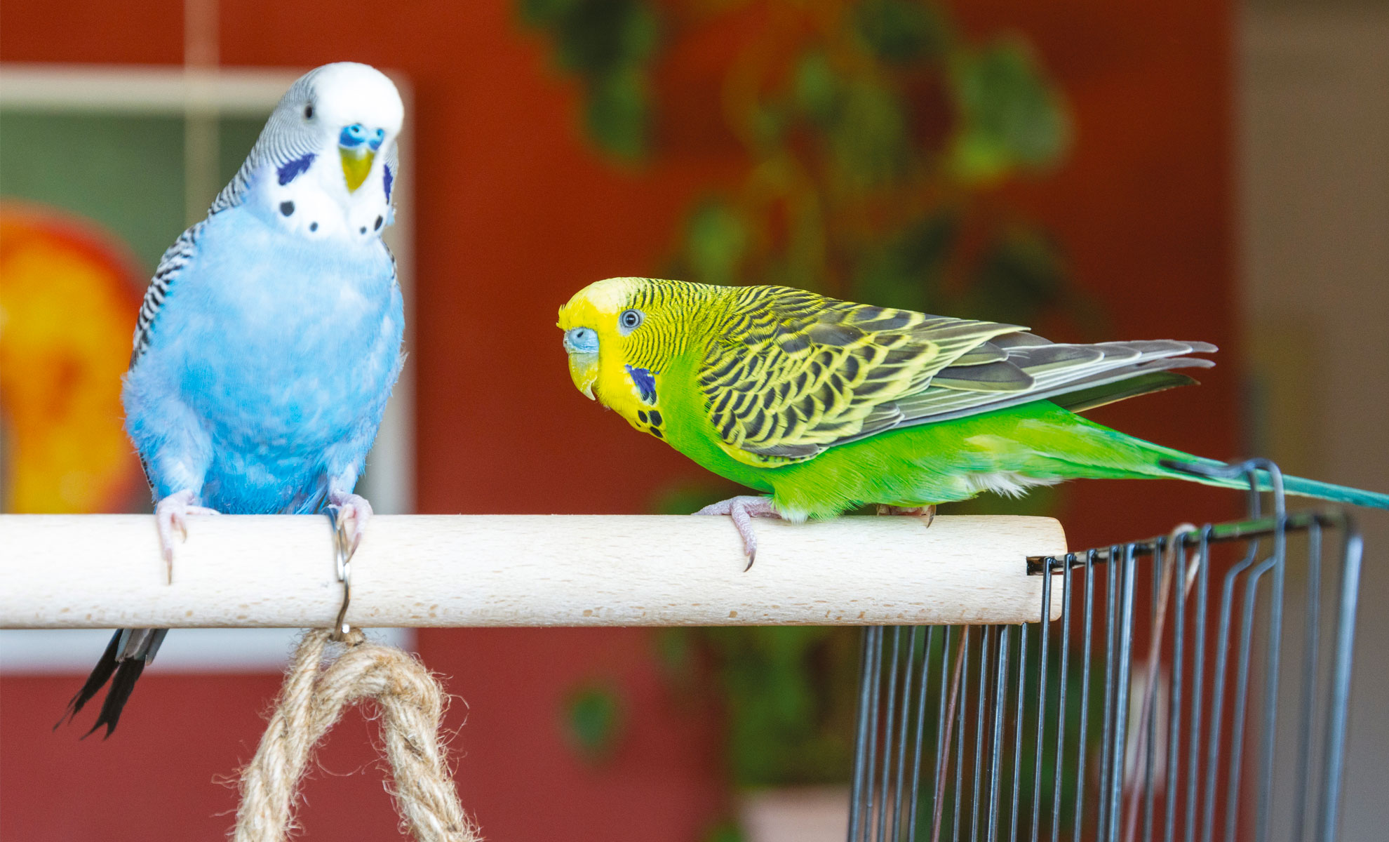 Due parrocchetti appollaiati su un tassello di legno: uno blu e bianco, laltro verde e giallo, con uno sfondo sfocato rosso e verde.