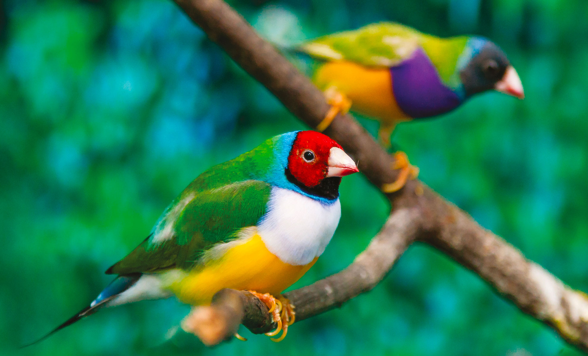 Due colorati fringuelli Diamante di Gould appollaiati su un ramo, sfoggiano un piumaggio vivace nei toni del verde, rosso, blu, giallo e viola su uno sfondo verde sfumato.