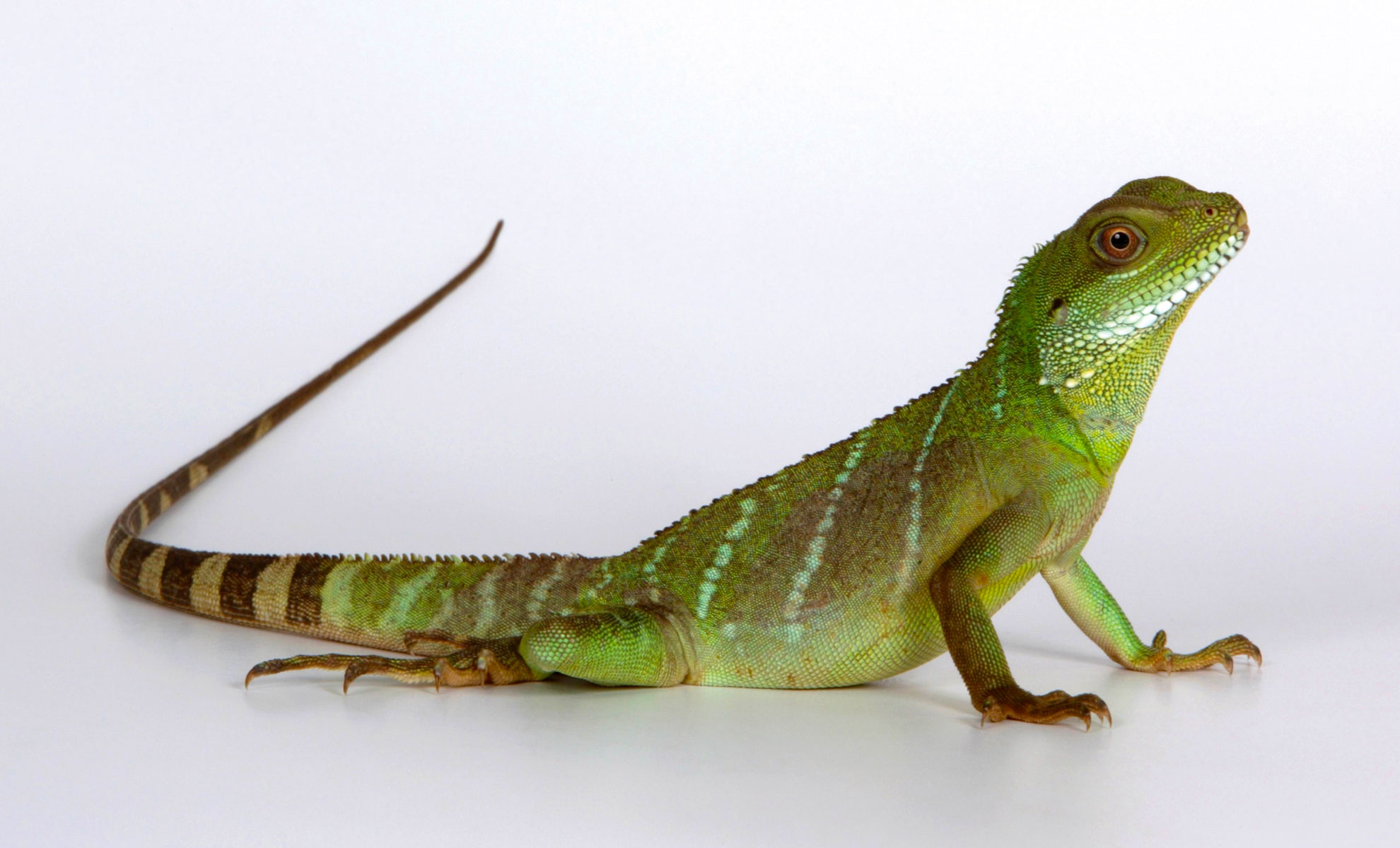 Un Drago d’acqua cinese, con la sua vibrante tonalità verde e la pelle ruvida, siede elegantemente su una superficie bianca. La sua lunga coda cade a cascata dietro di lui, aggiungendo alla sua presenza aggraziata.