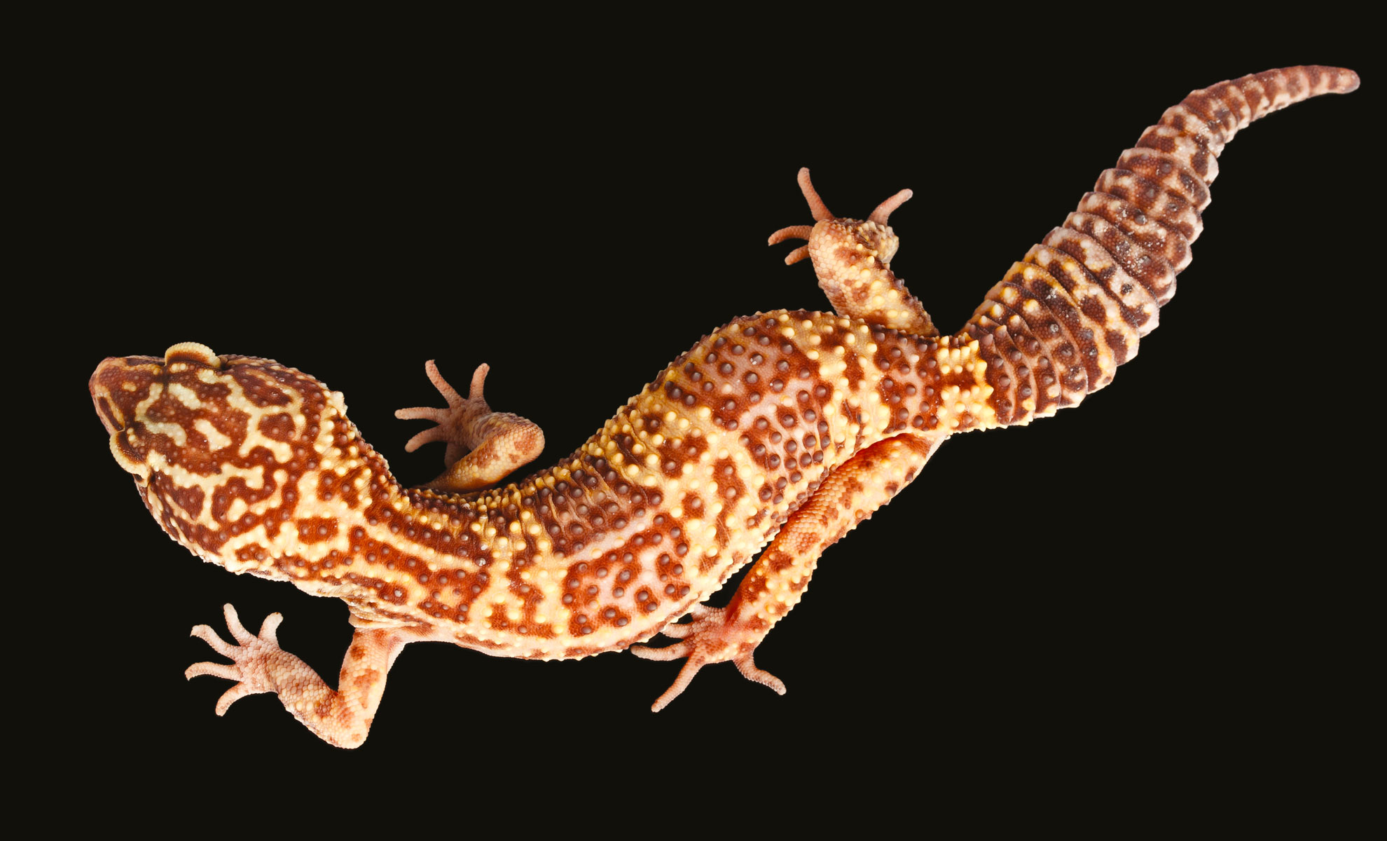 Primo piano di un geco leopardino con pelle disegnata e coda ricurva, isolato su sfondo nero.