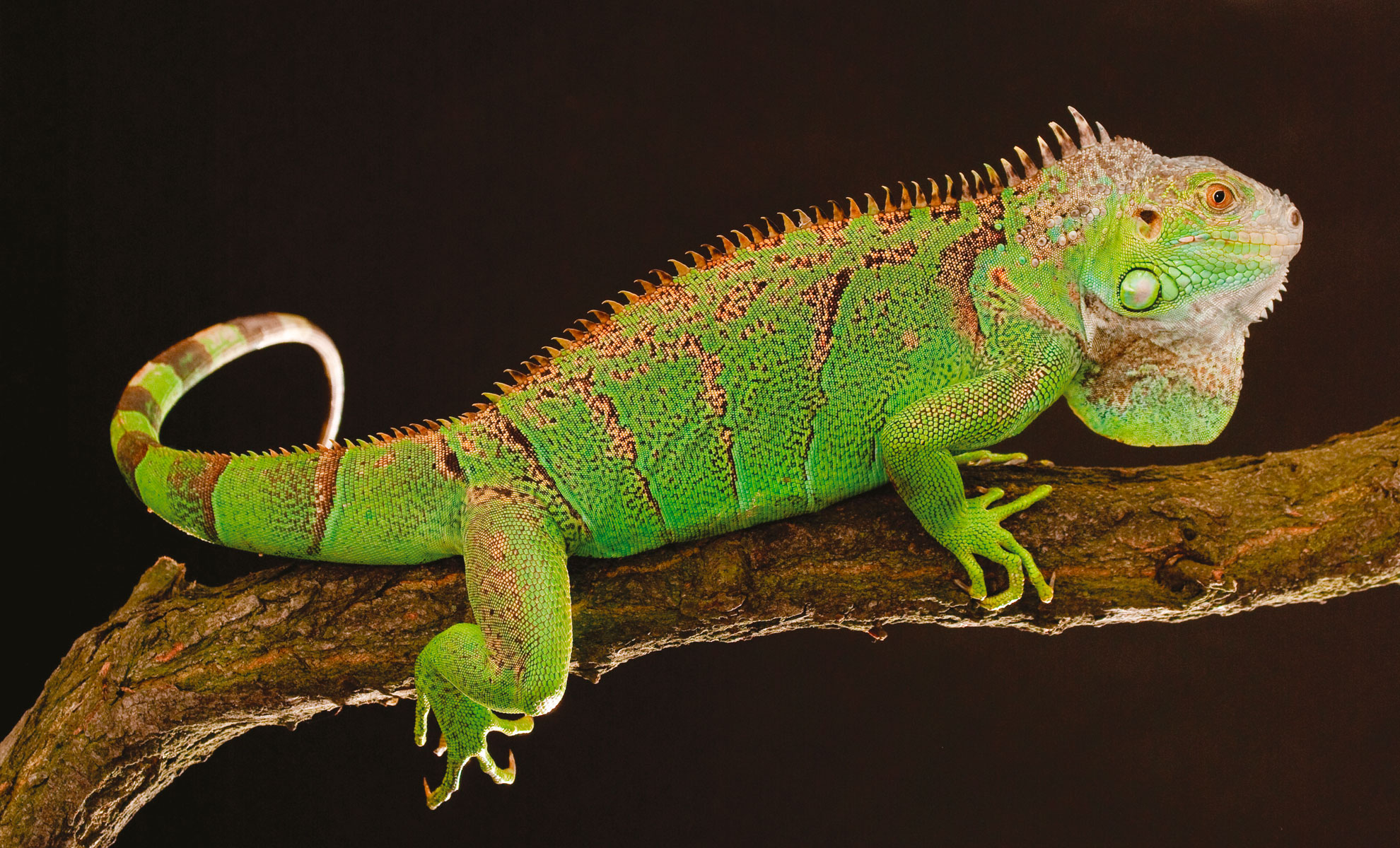Uniguana verde con la pelle ruvida e una cresta spinosa è appollaiata su un ramo su uno sfondo scuro.