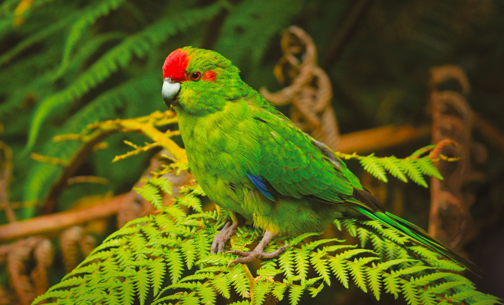Un Kakariki con piume di un verde brillante, una sorprendente fronte rossa e dettagli blu sulle ali si appollaia con grazia su felci verdeggianti, su uno sfondo splendidamente sfocato.