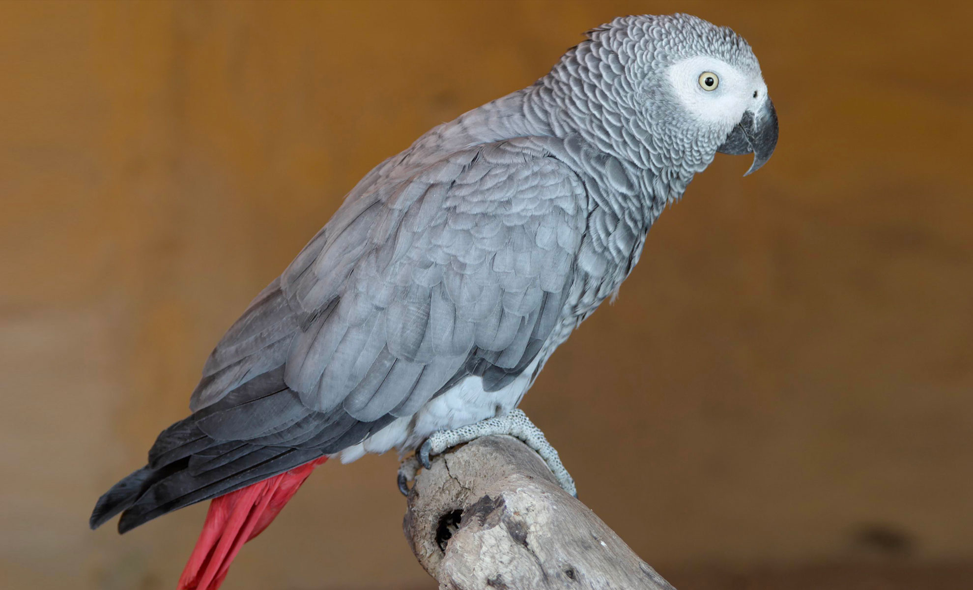 Un cenerino, il pappagallo cenerino africano, è appollaiato con grazia su un ramo, con le sue splendide piume grigie e la coda rossa brillante che risaltano su uno sfondo semplice.