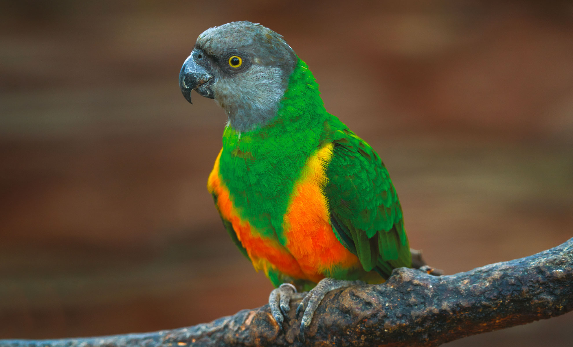 Un vivace Pappagallo del Senegal con piume verdi, arancioni e gialle è adagiato con grazia su un ramo, su uno sfondo marrone sfocato.