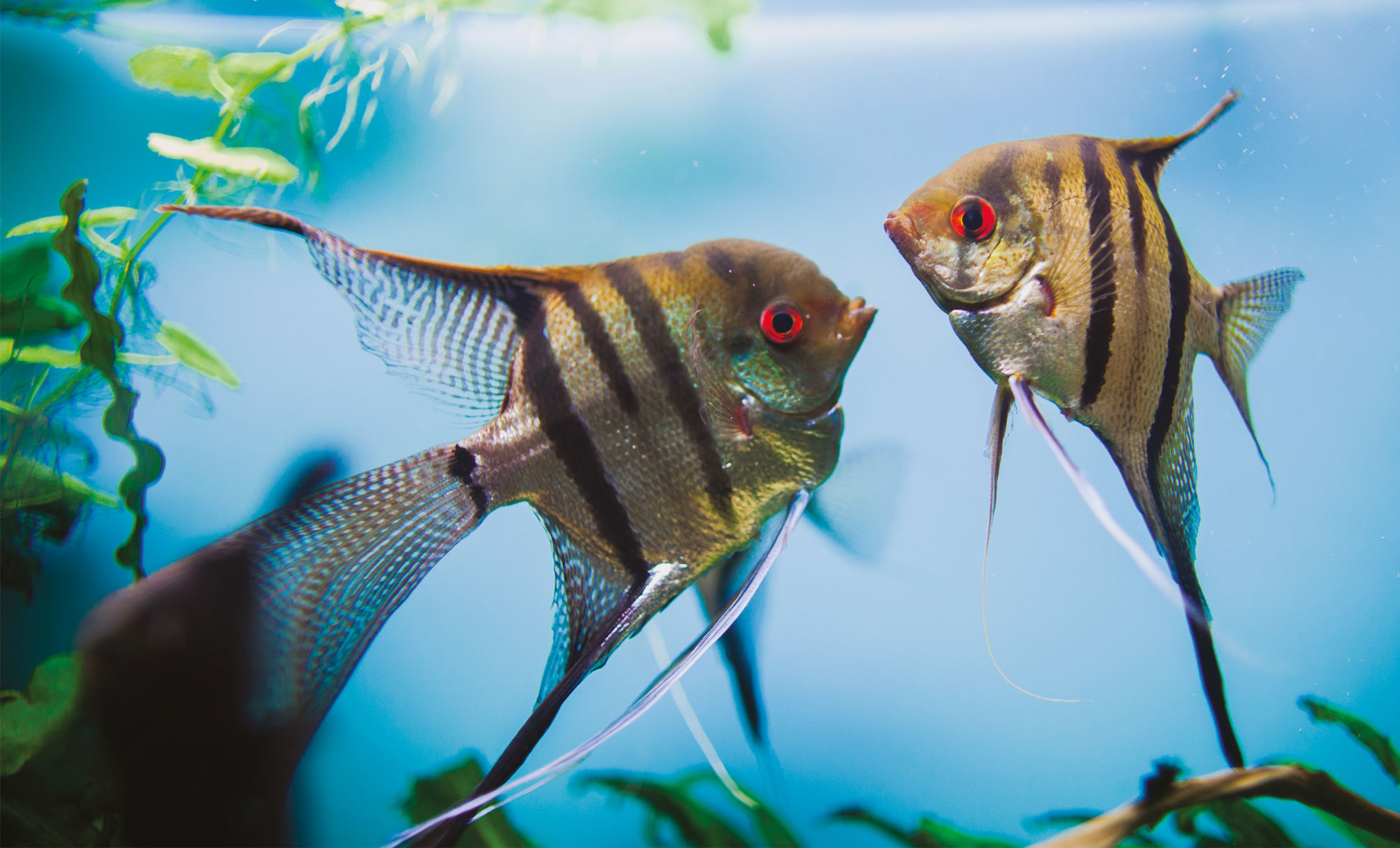 Due pesci angelo uno di fronte allaltro in un acquario blu, circondati da piante verdi e acqua limpida.