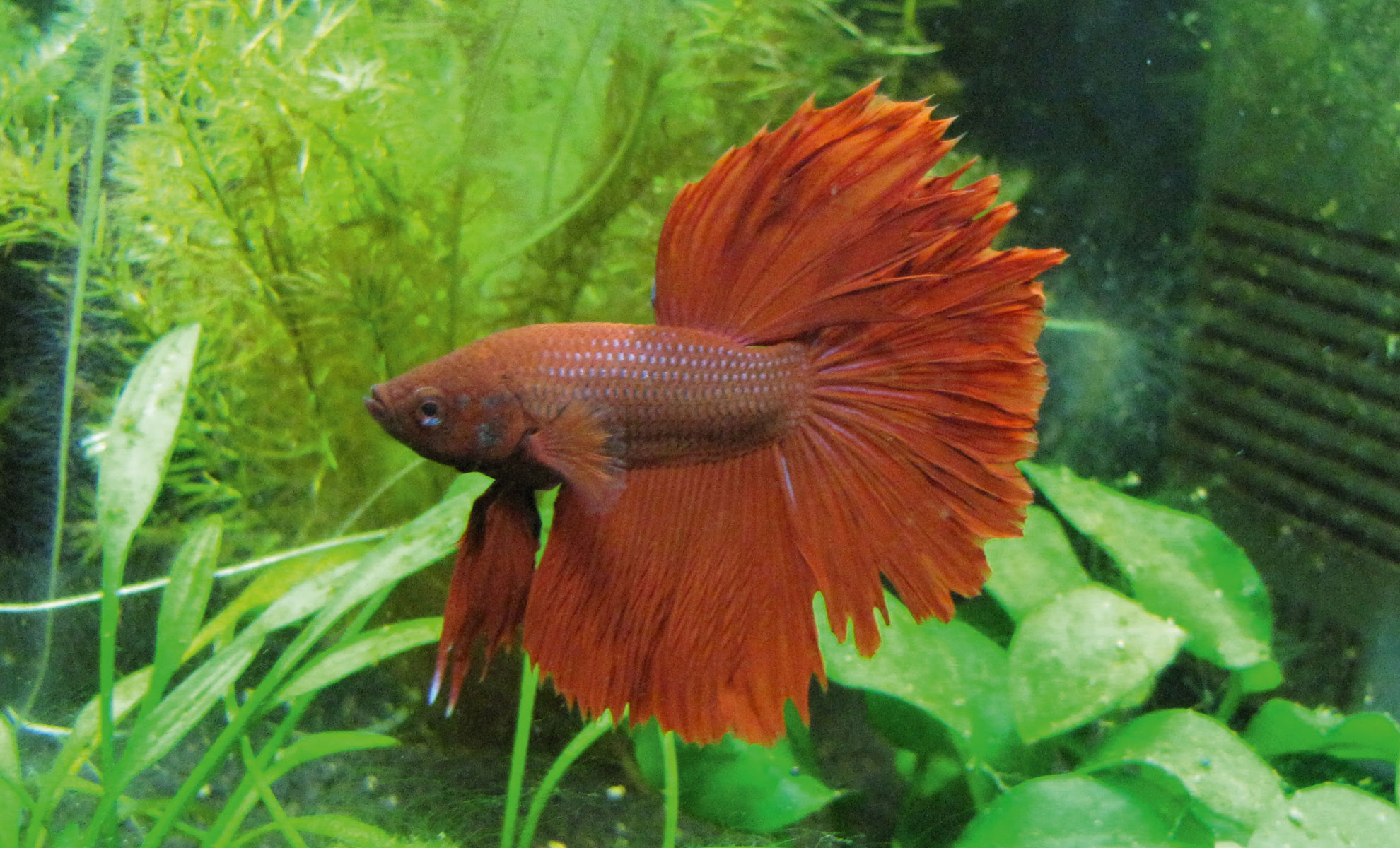 Un vivace pesce Betta rosso, noto come pesce combattente, scivola con grazia nella vasca tra rigogliose piante verdi e acqua cristallina.