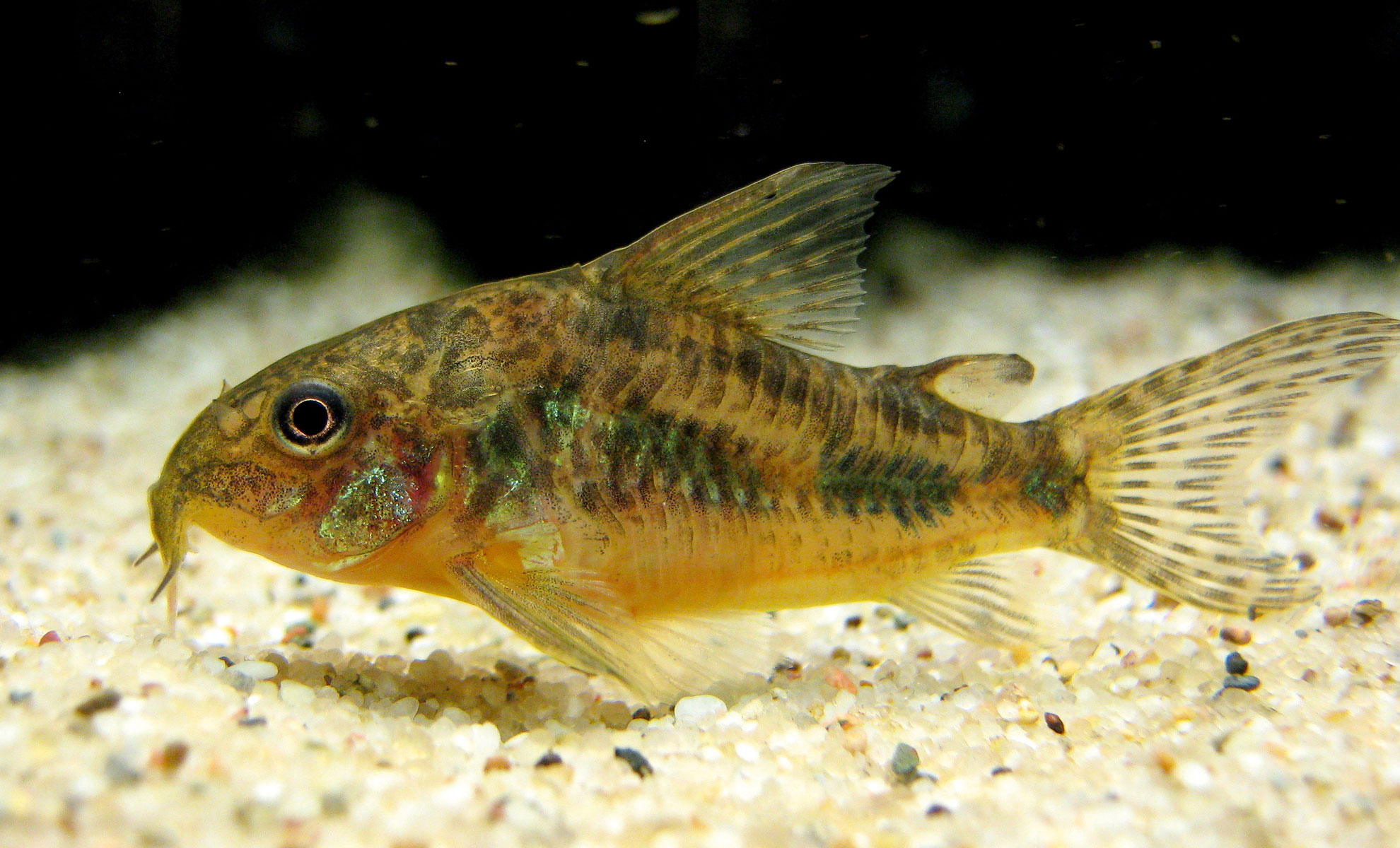 Un piccolo pesce gatto, spesso chiamato pesce spazzino, con un disegno marrone chiaro e nero, scivola sul substrato sabbioso di un acquario.